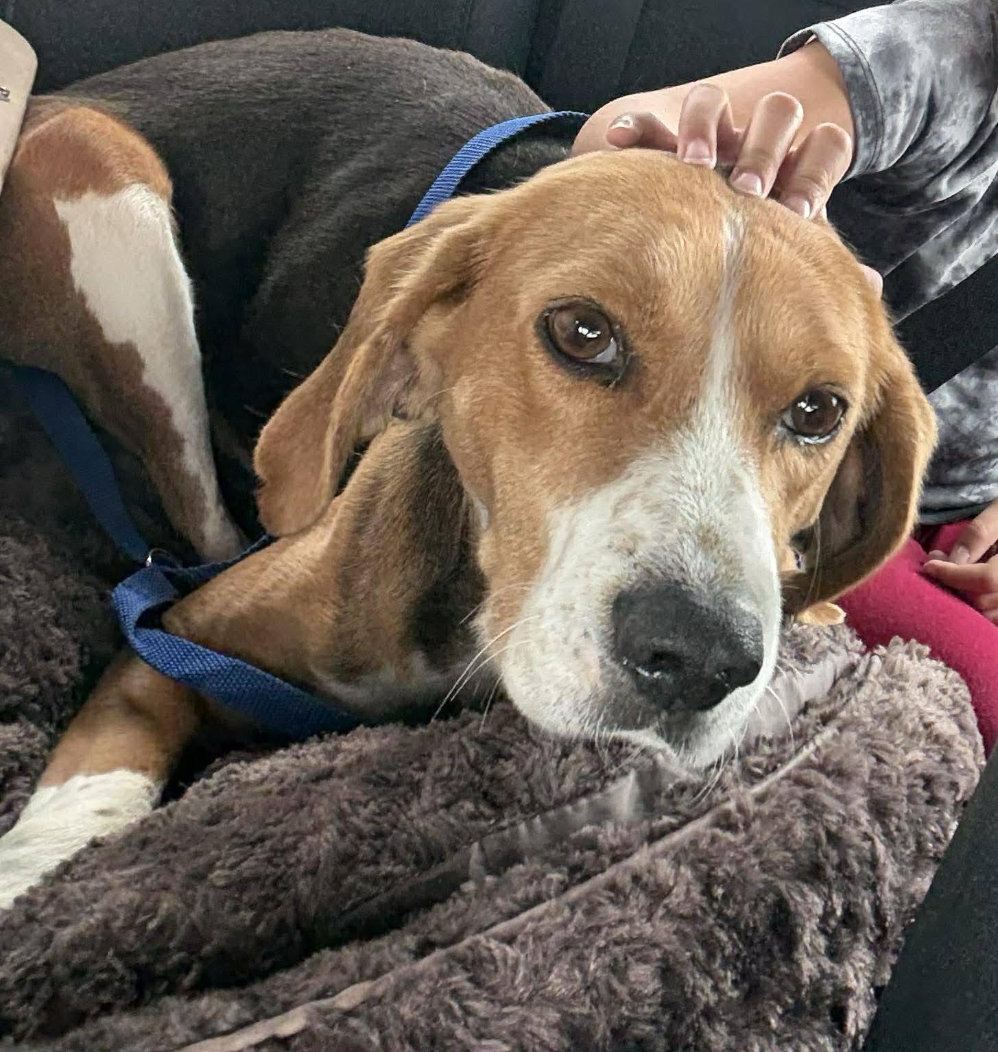 Enlarge Dolly, a Adopted Hound in Whitehall, PA image 2/2