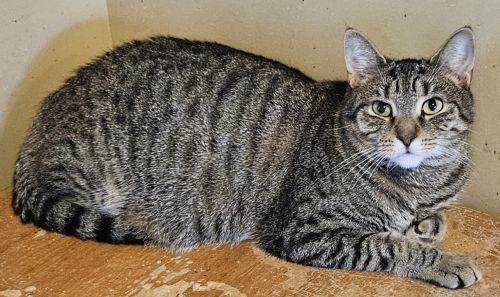 Enlarge Mabel, a Adoptable mixed breed in Bethlehem, PA image 1/2