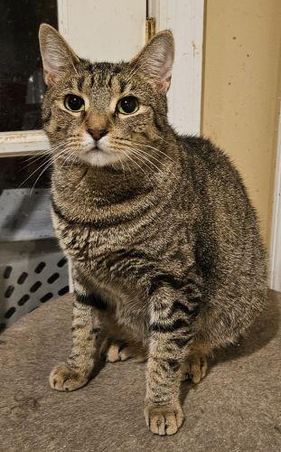 Enlarge Mabel, a Adoptable mixed breed in Bethlehem, PA image 2/2