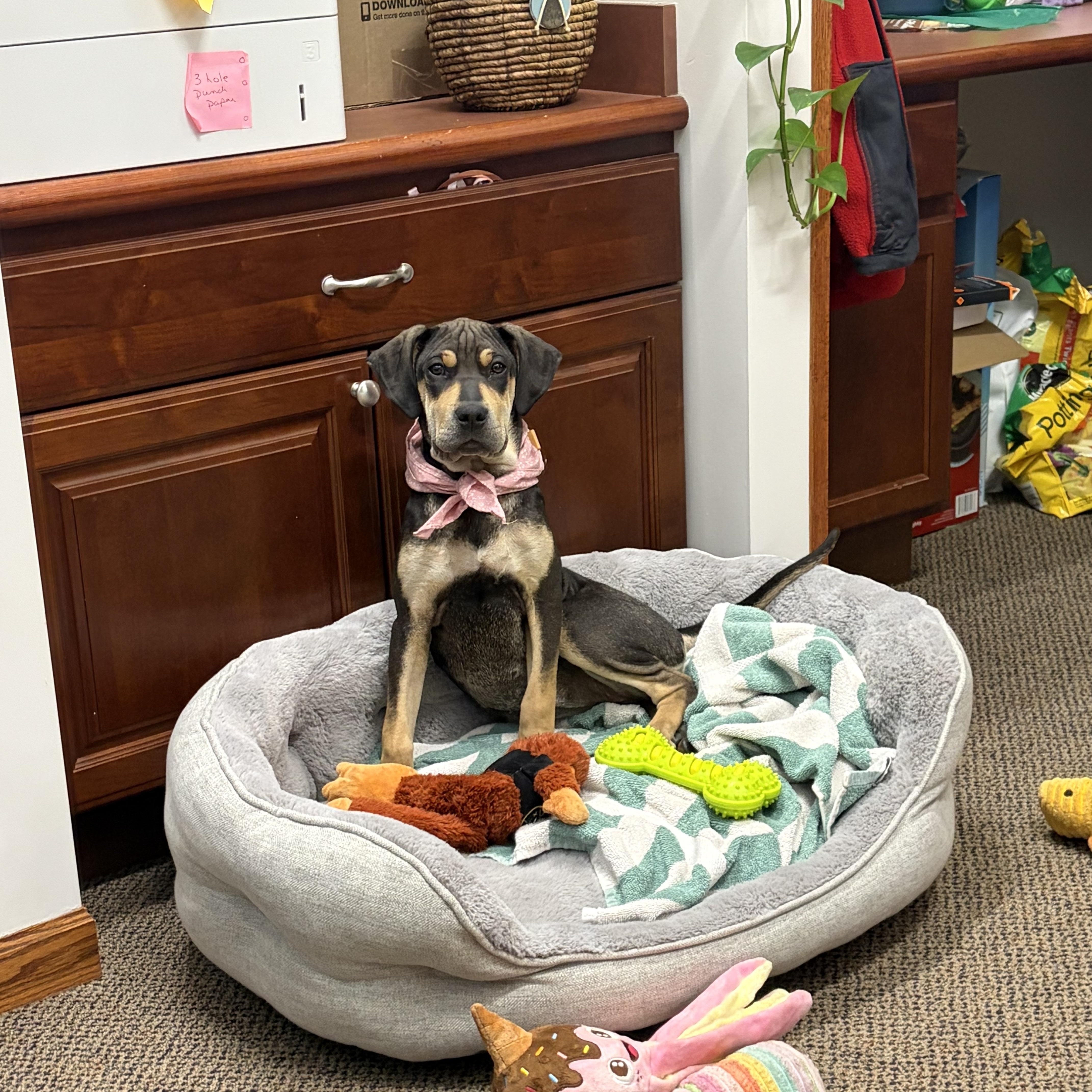 Marge, an adopted mixed breed in Lemont, IL image 4/6