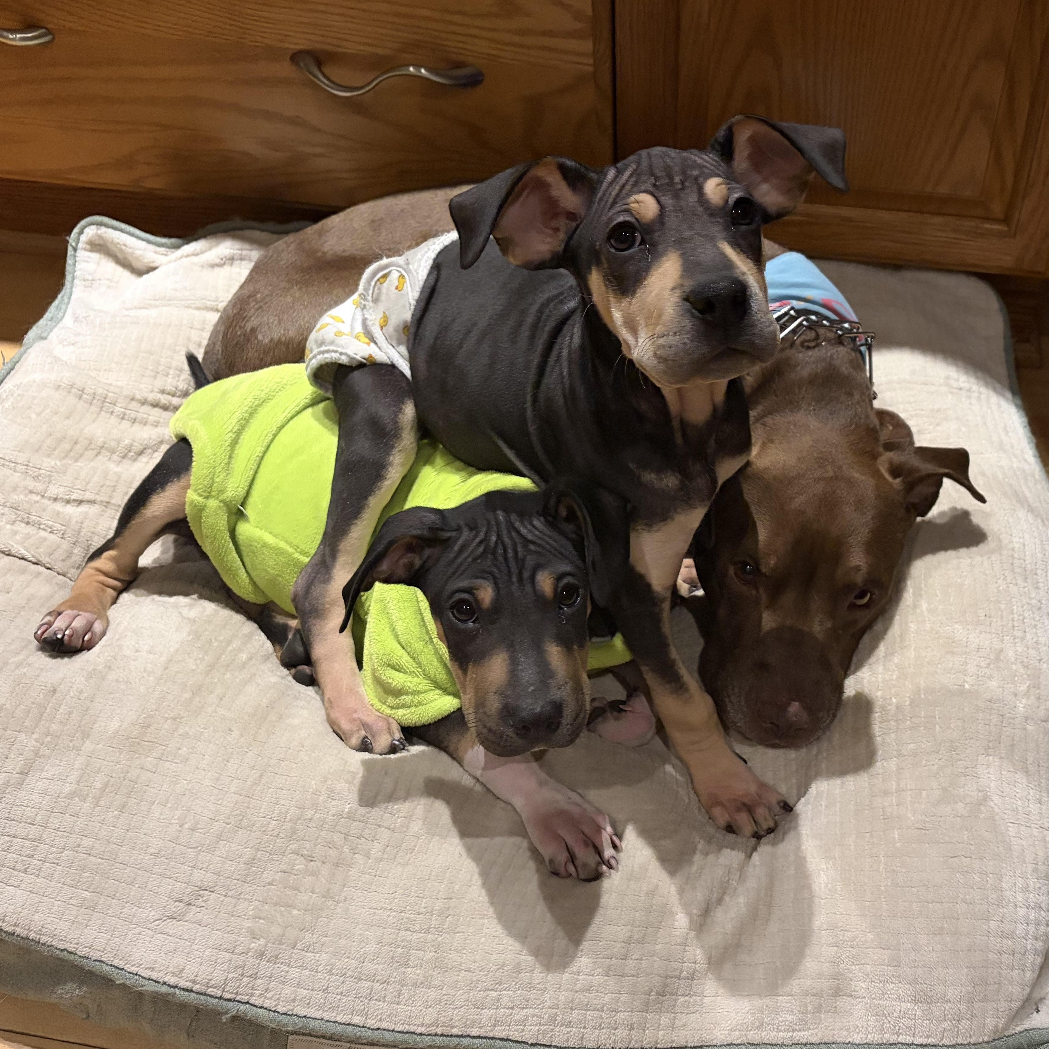 Marge, an adopted mixed breed in Lemont, IL image 2/6