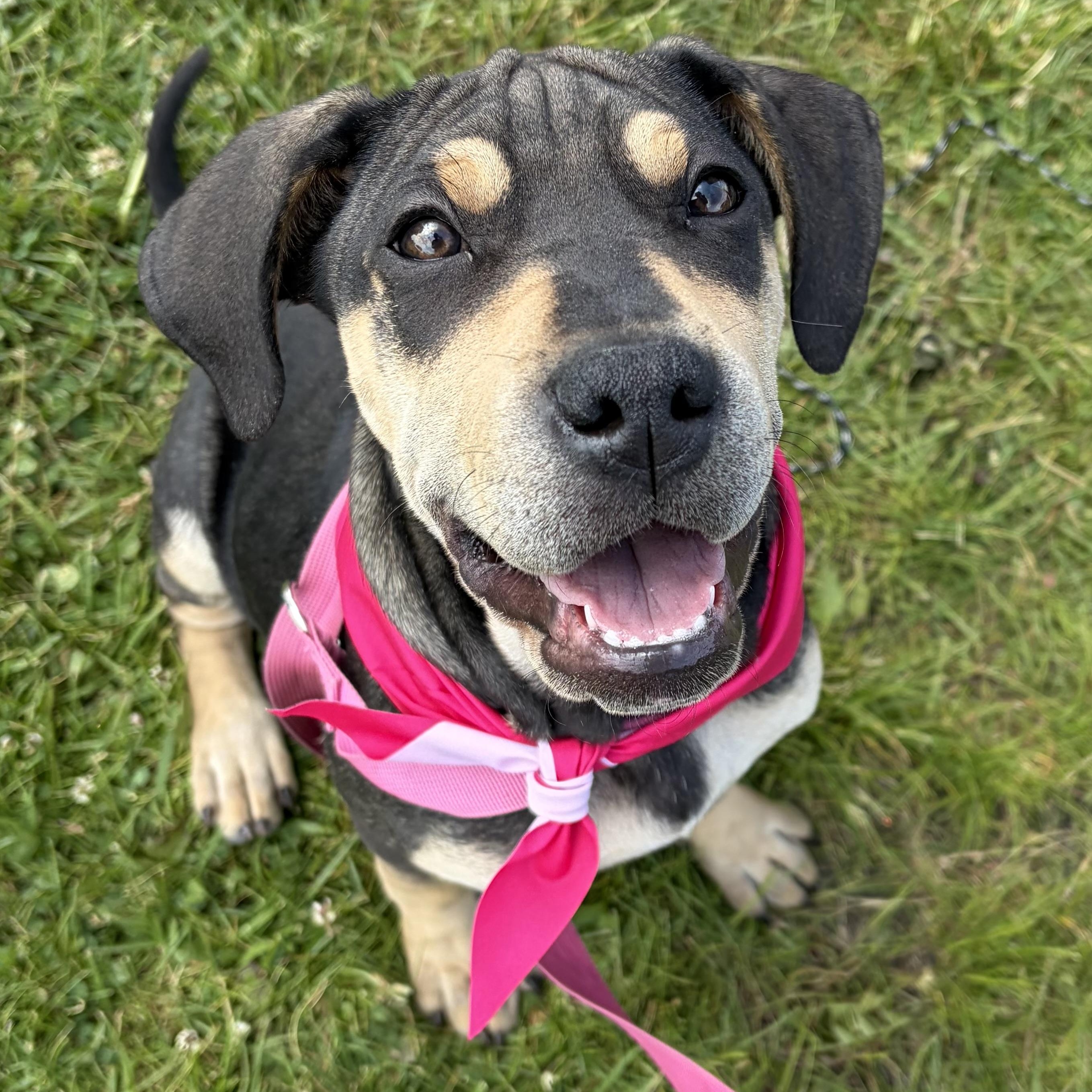 Marge, adopted, Puppy Female Hound & Boxer.