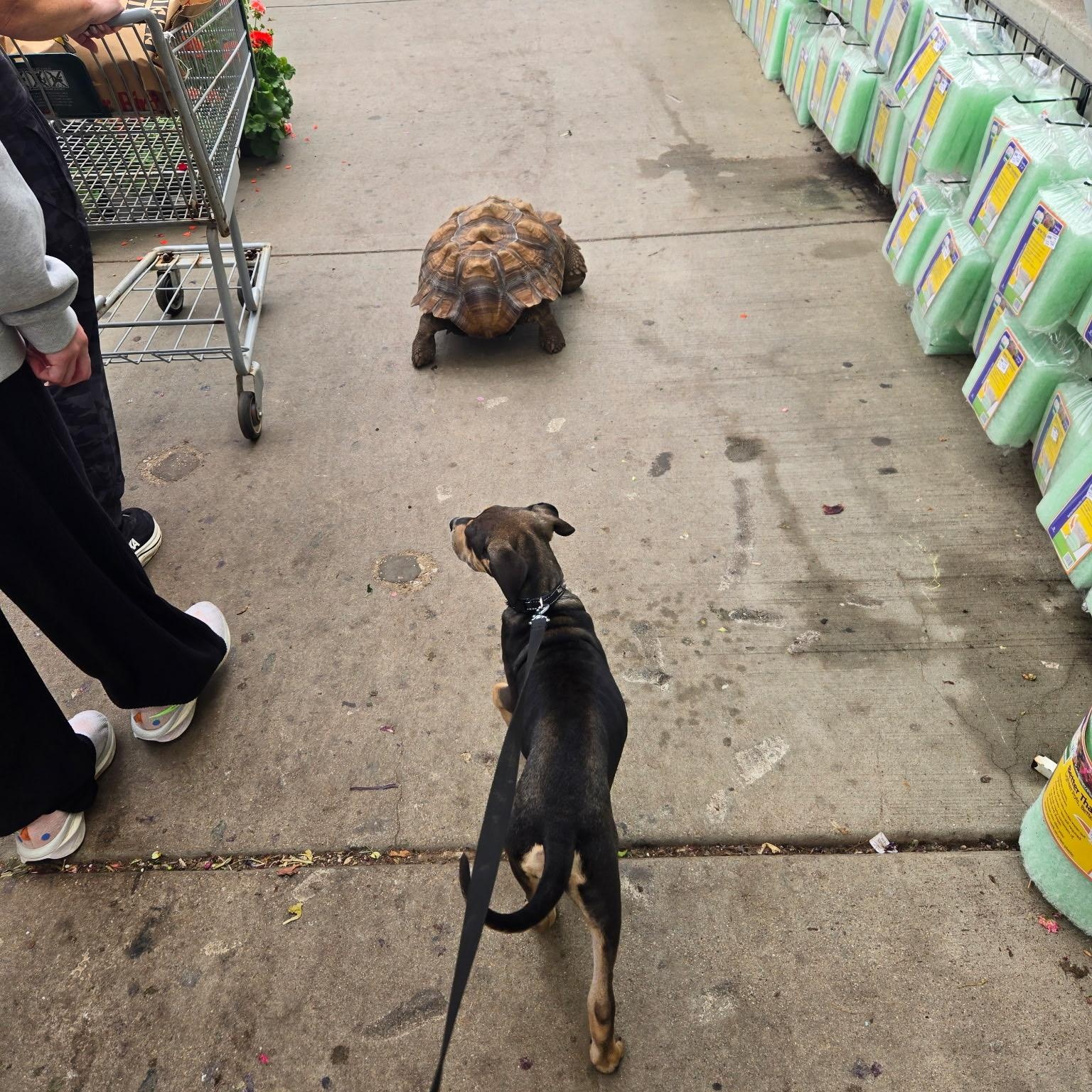 Marge, an adopted mixed breed in Lemont, IL image 3/6
