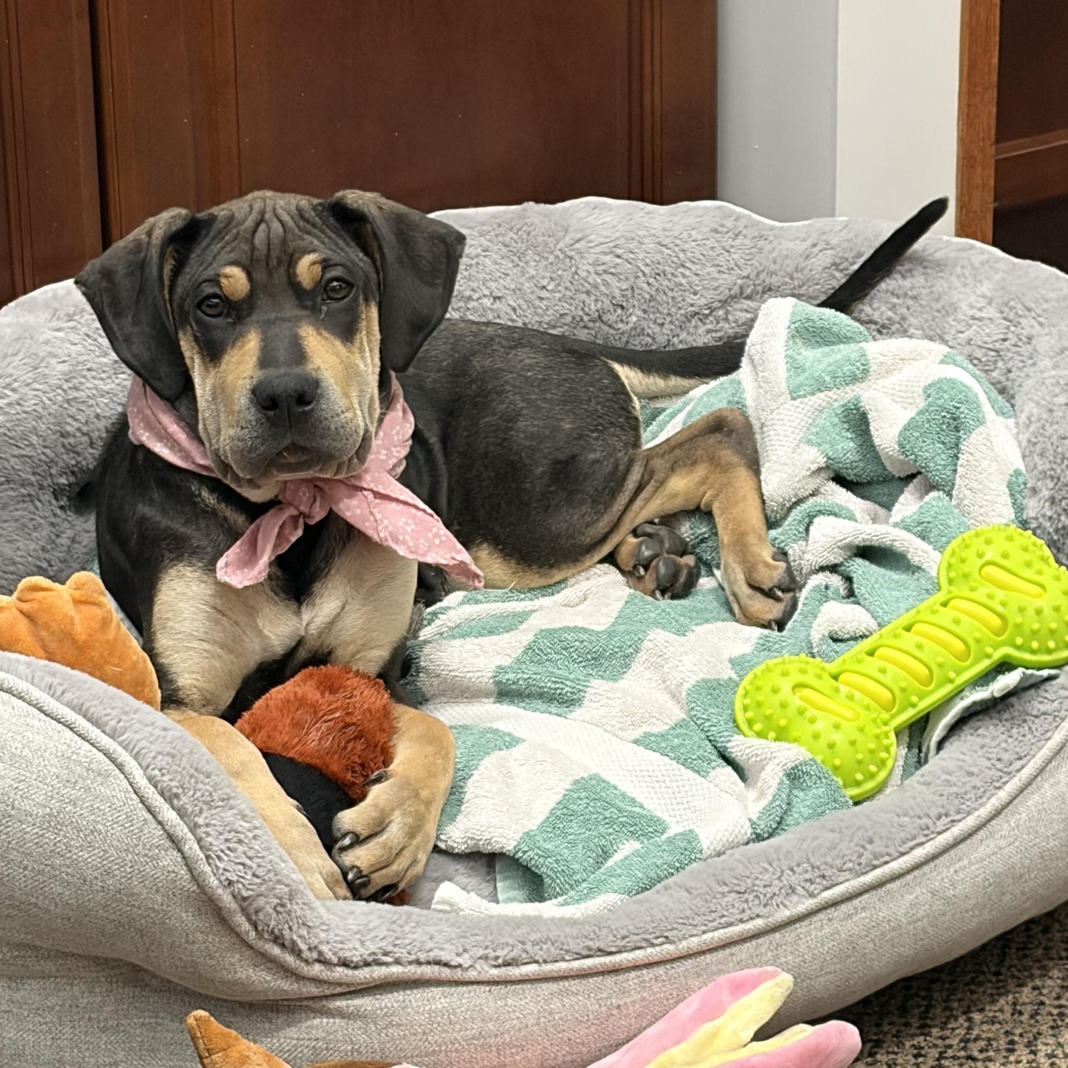 Marge, an adopted mixed breed in Lemont, IL image 5/6