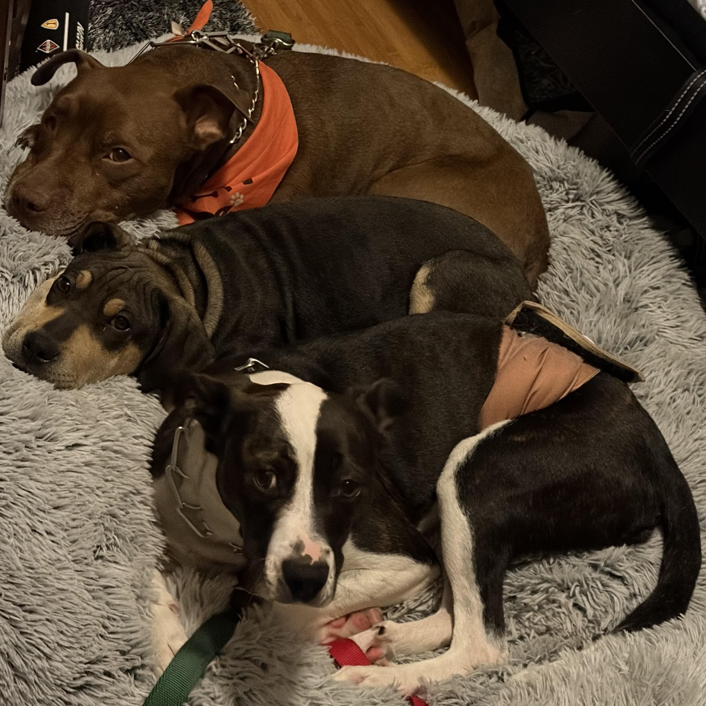 Marge, an adopted mixed breed in Lemont, IL image 6/6