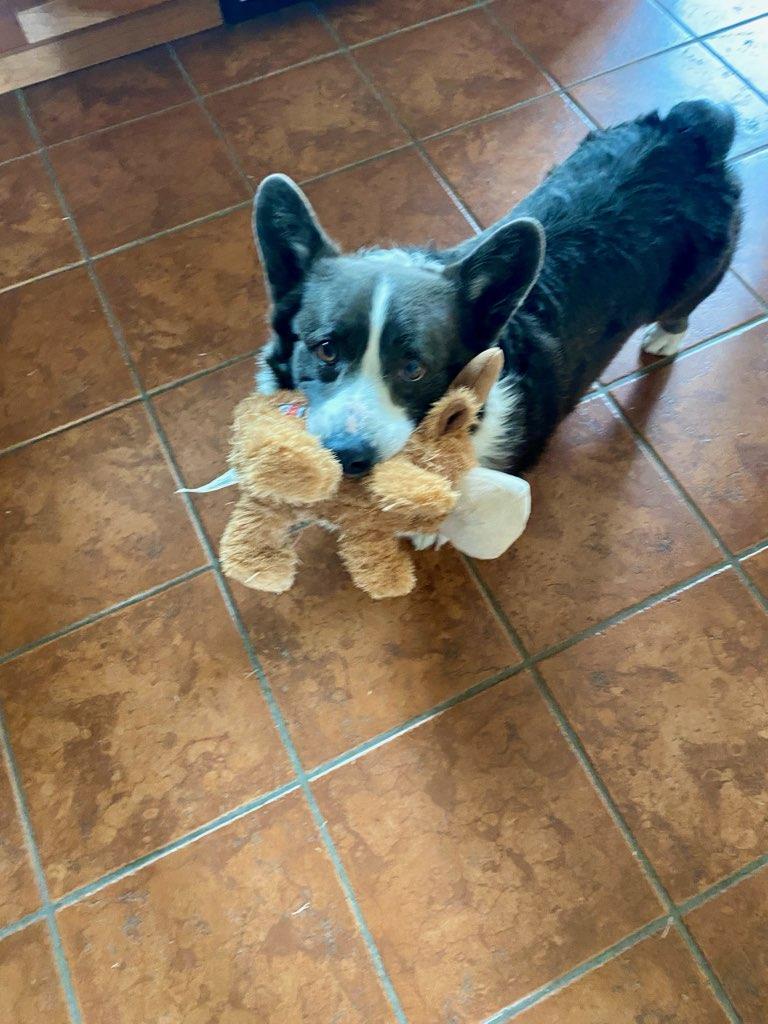 Wylie, Adoptable, Young Male Corgi.