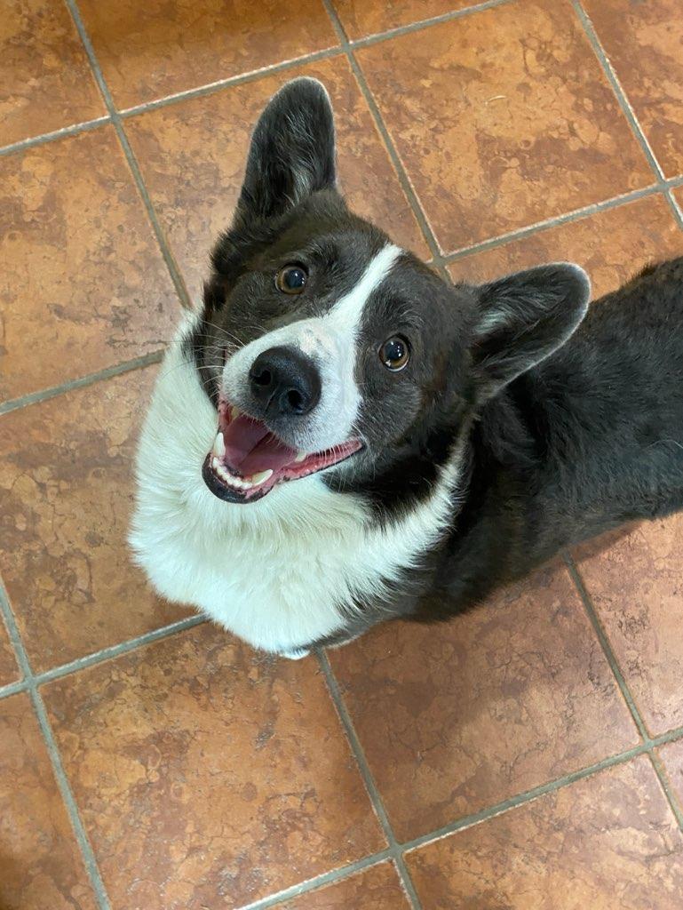 Wylie, a Adoptable Corgi in Denver, CO image 2/3