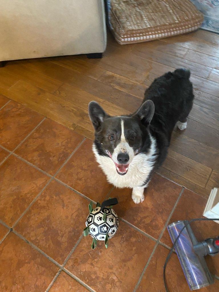 Wylie, a Adoptable Corgi in Denver, CO image 3/3