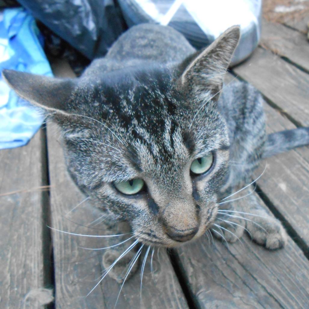 Scruffy, a Adoptable Domestic Short Hair in Marion, IL image 1/2