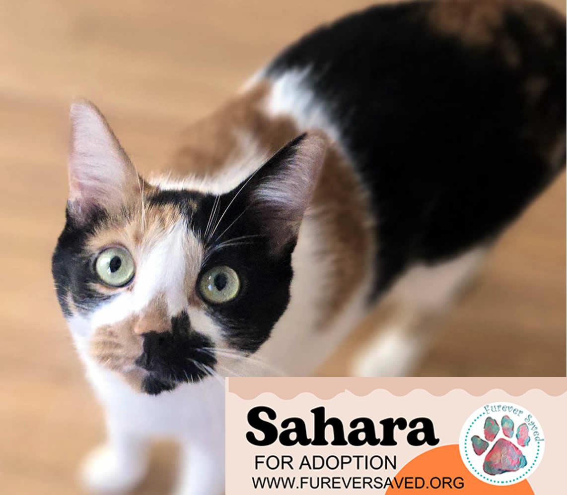 Sahara