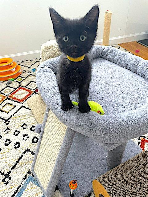 Enlarge Blaze, a Adoptable Domestic Short Hair in Fremont, CA image 1/3
