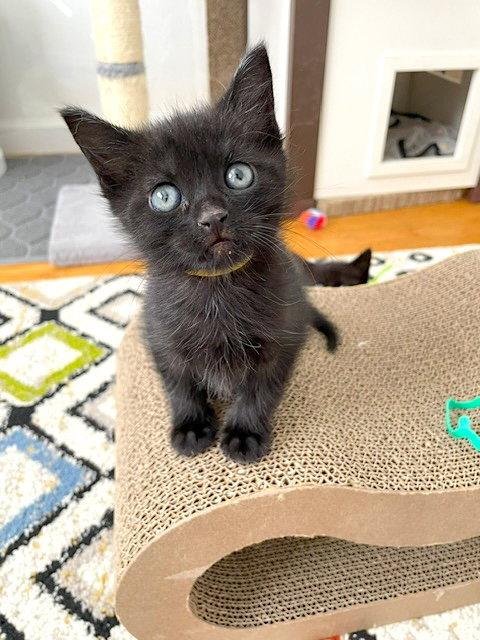 Enlarge Blaze, a Adoptable Domestic Short Hair in Fremont, CA image 2/3