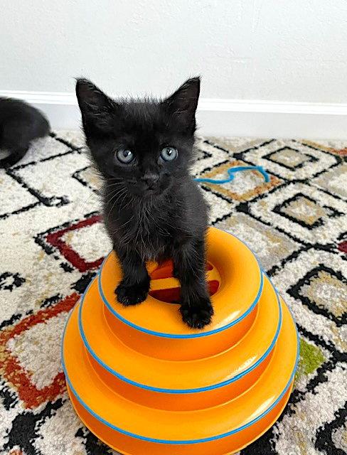 Enlarge Blaze, a Adoptable Domestic Short Hair in Fremont, CA image 3/3