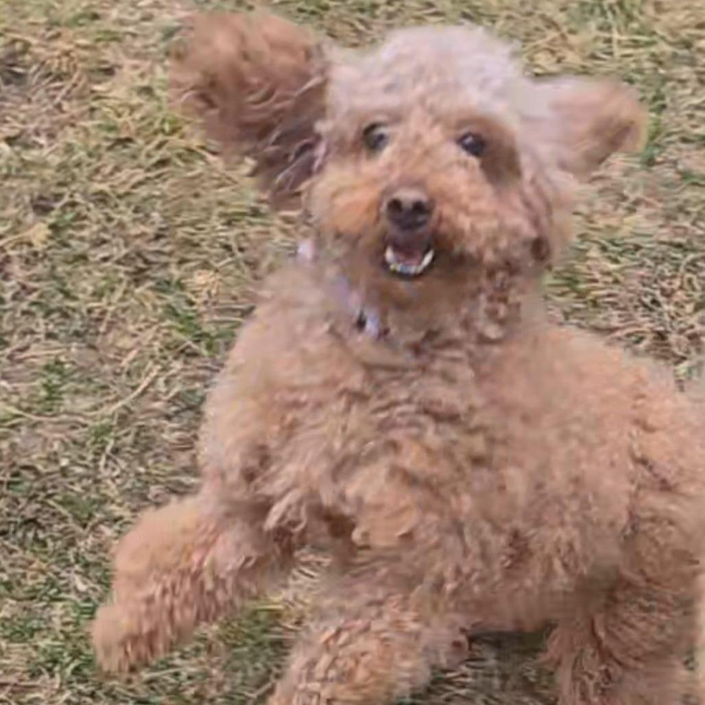 Enlarge Koko, a Adoptable Poodle in Martinsburg, WV image 2/2