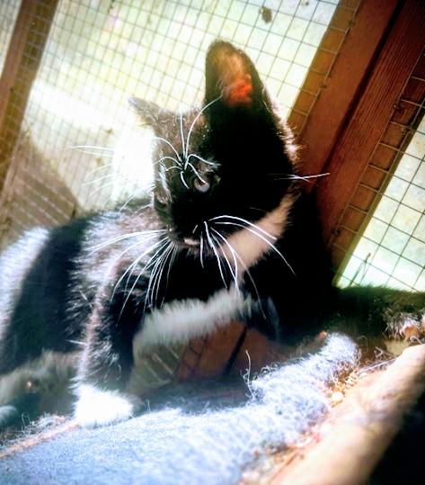 Jet, Adoptable, Young Male Domestic Short Hair.