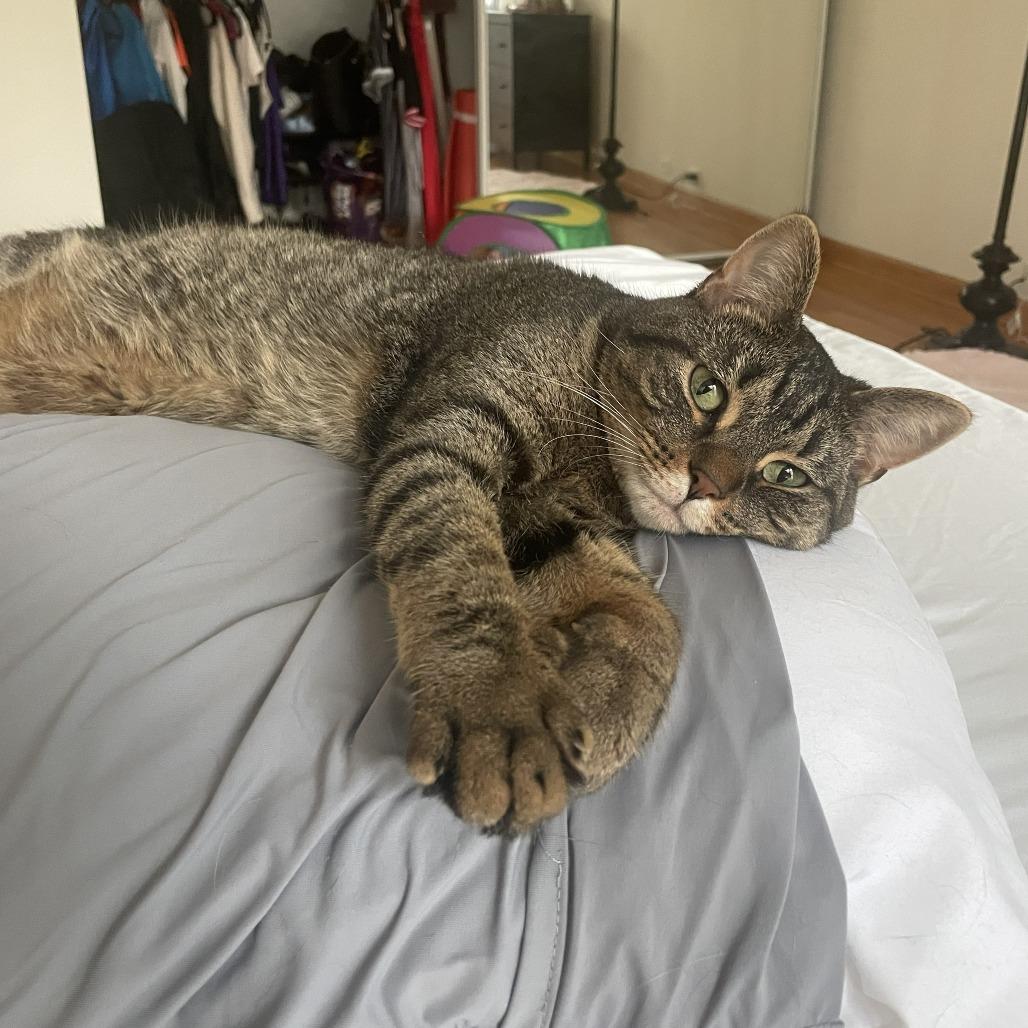 Neil Catrick Harris, Adoptable, Adult Male Domestic Short Hair.