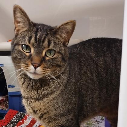 Neil Catrick Harris, a Adoptable Domestic Short Hair in Chicago, IL image 2/3