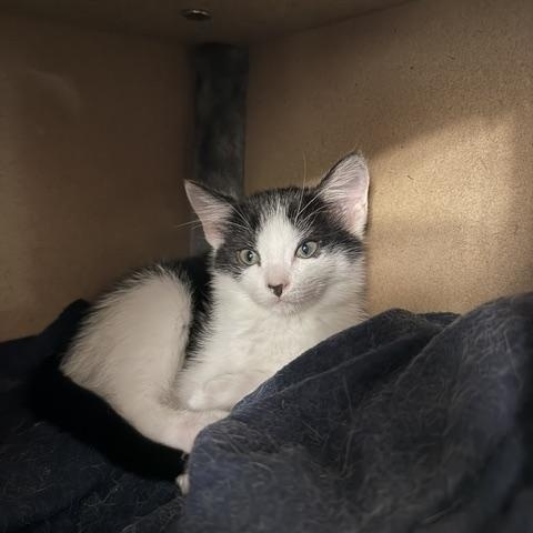 Kaia, ADOPTABLE, Kitten Female Domestic Short Hair.