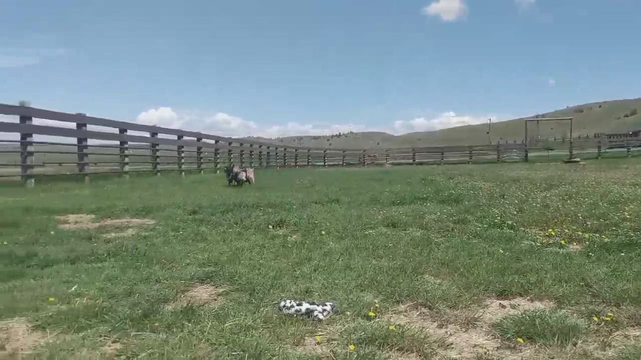 Enlarge Dale, a Adopted mixed breed in Denver, CO video 5/9