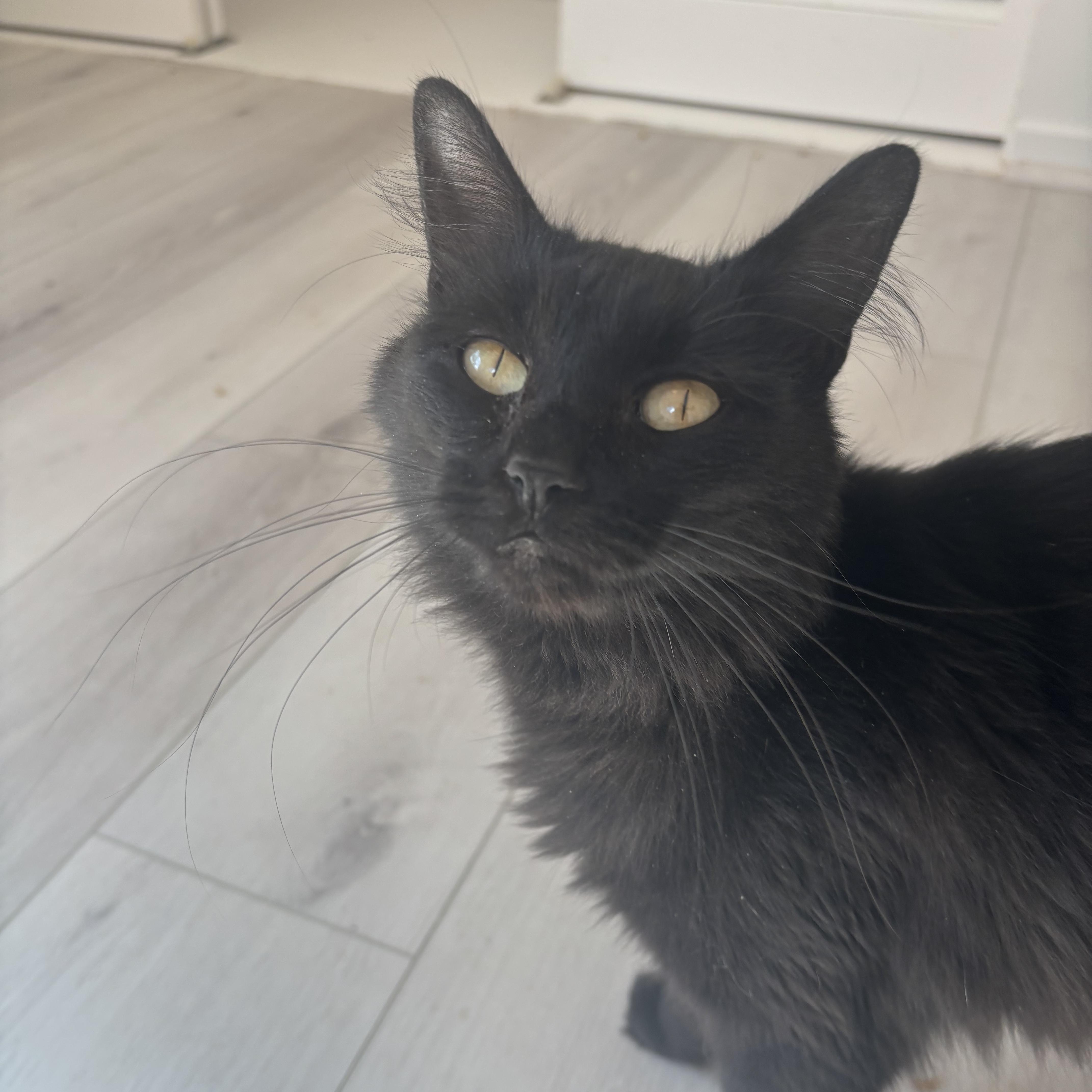 Enlarge Happy Meal, a Adoptable Domestic Medium Hair in Renton , WA image 3/5
