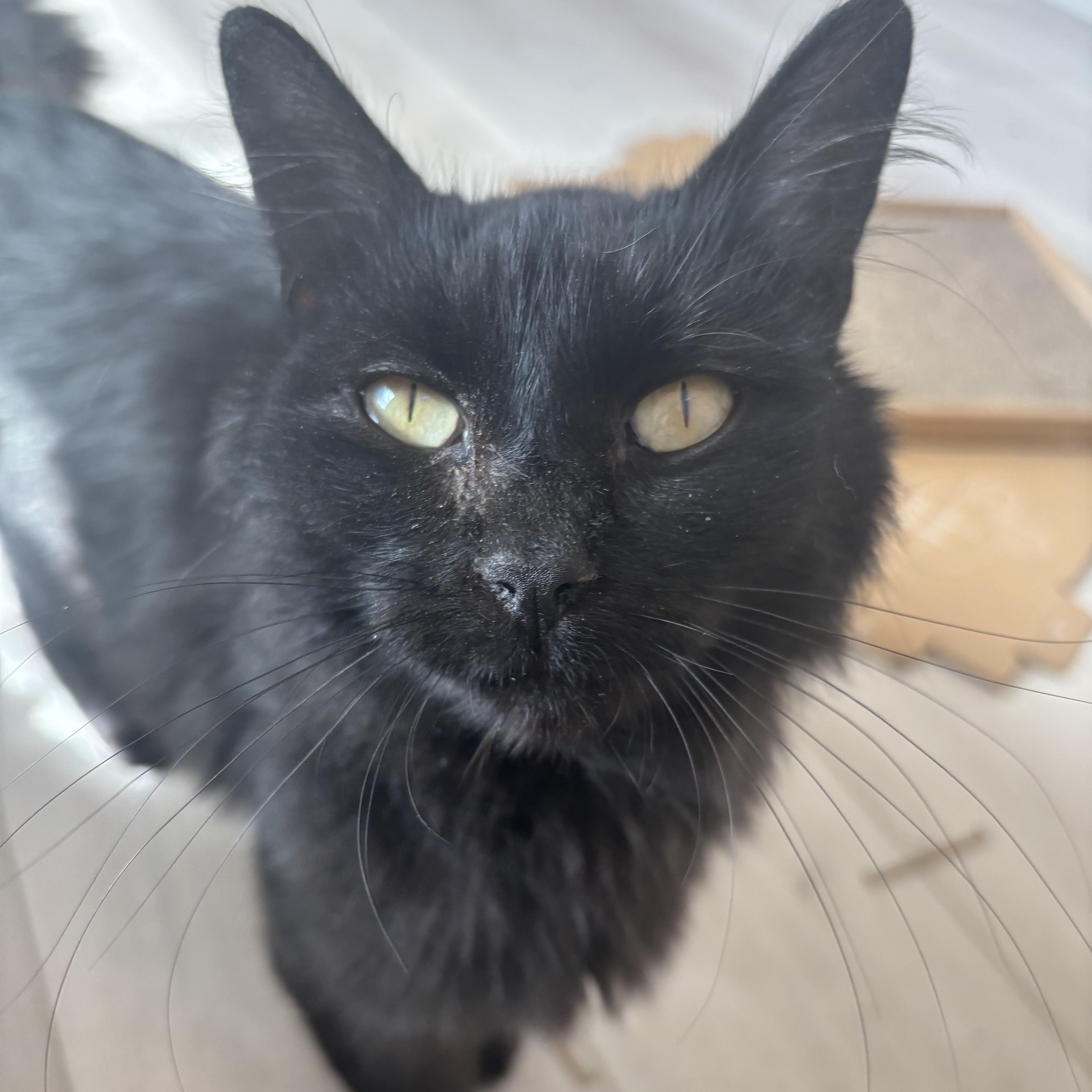Enlarge Happy Meal, a Adoptable Domestic Medium Hair in Renton , WA image 4/5