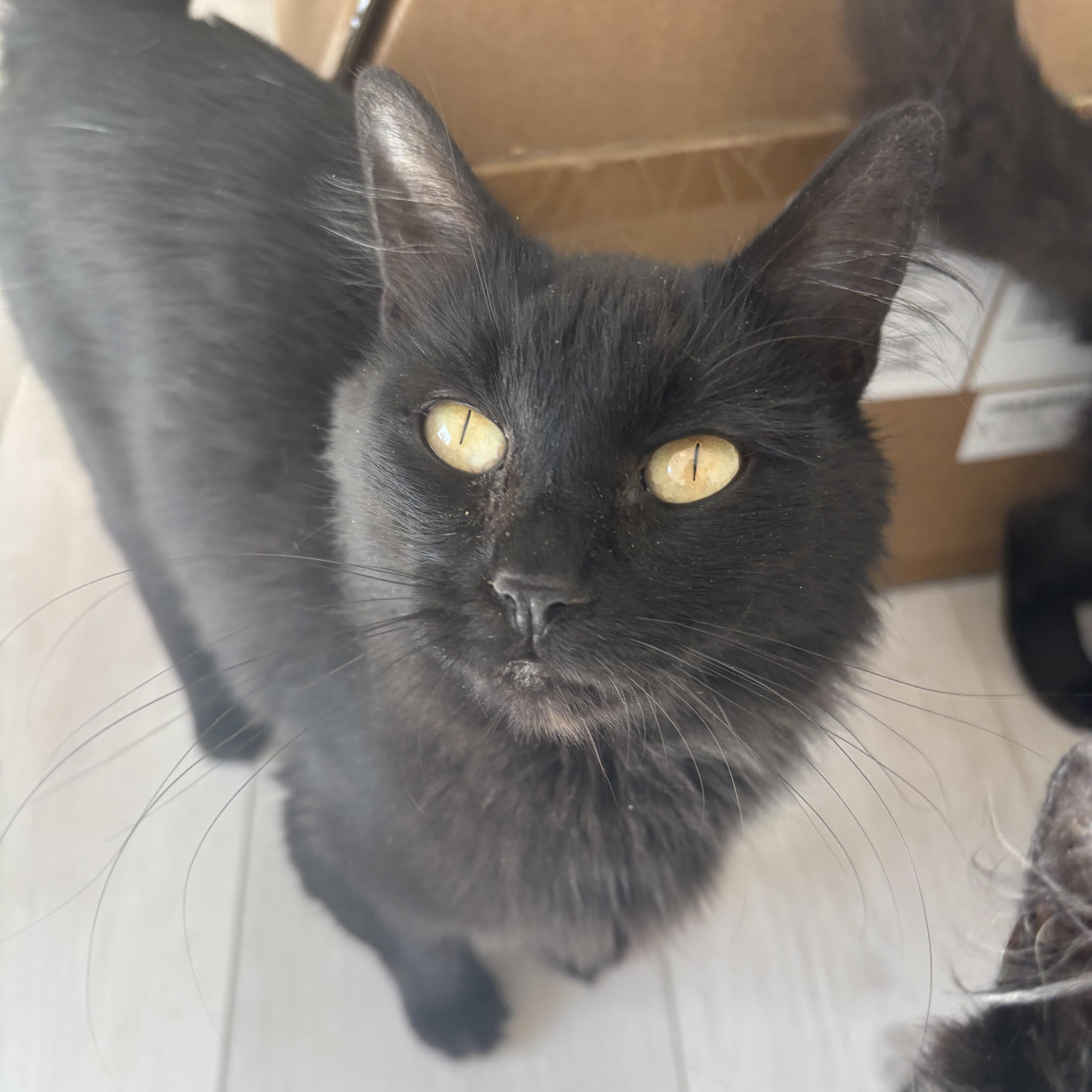 Happy Meal, Adoptable, Adult Female Domestic Medium Hair.