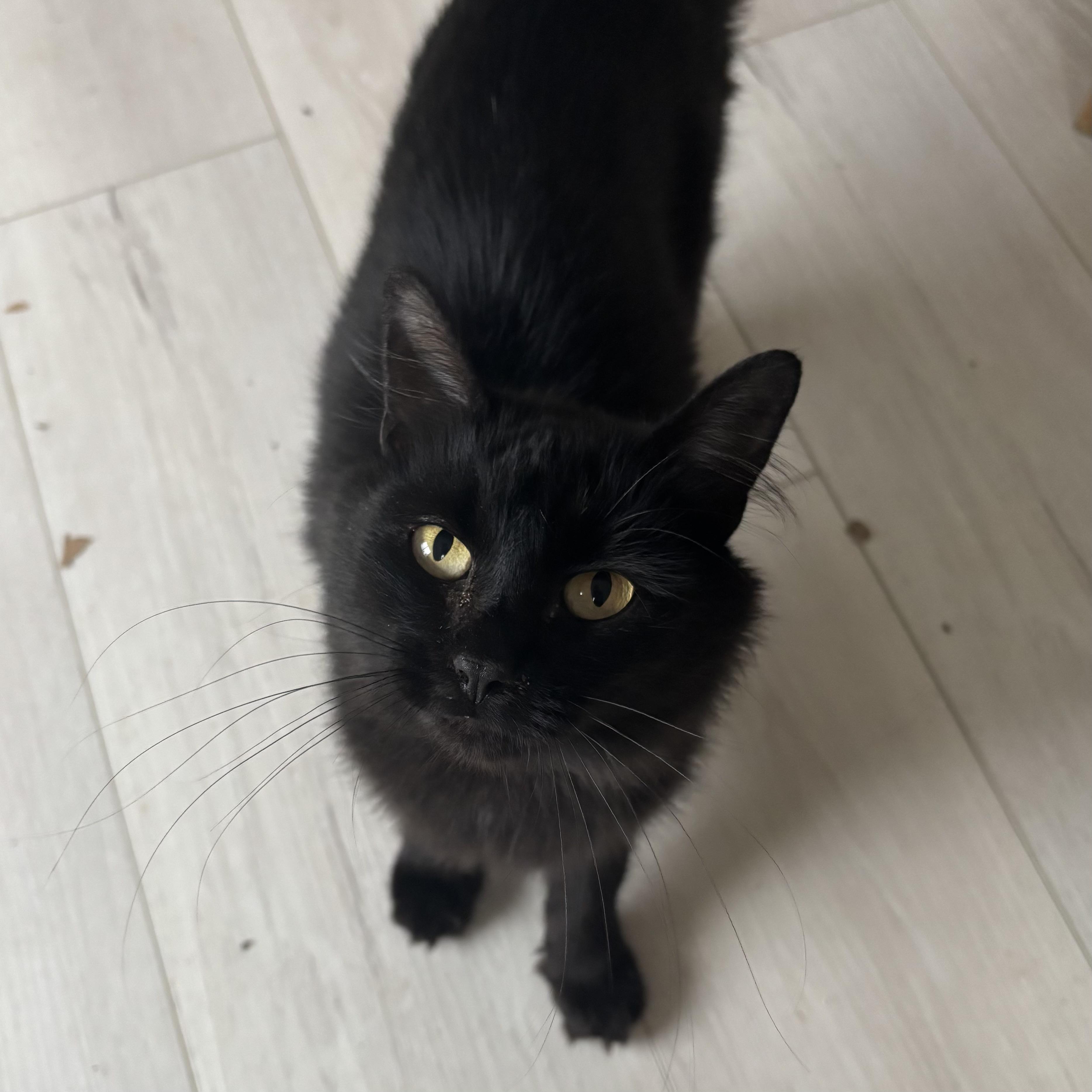 Enlarge Happy Meal, a Adoptable Domestic Medium Hair in Renton , WA image 5/5