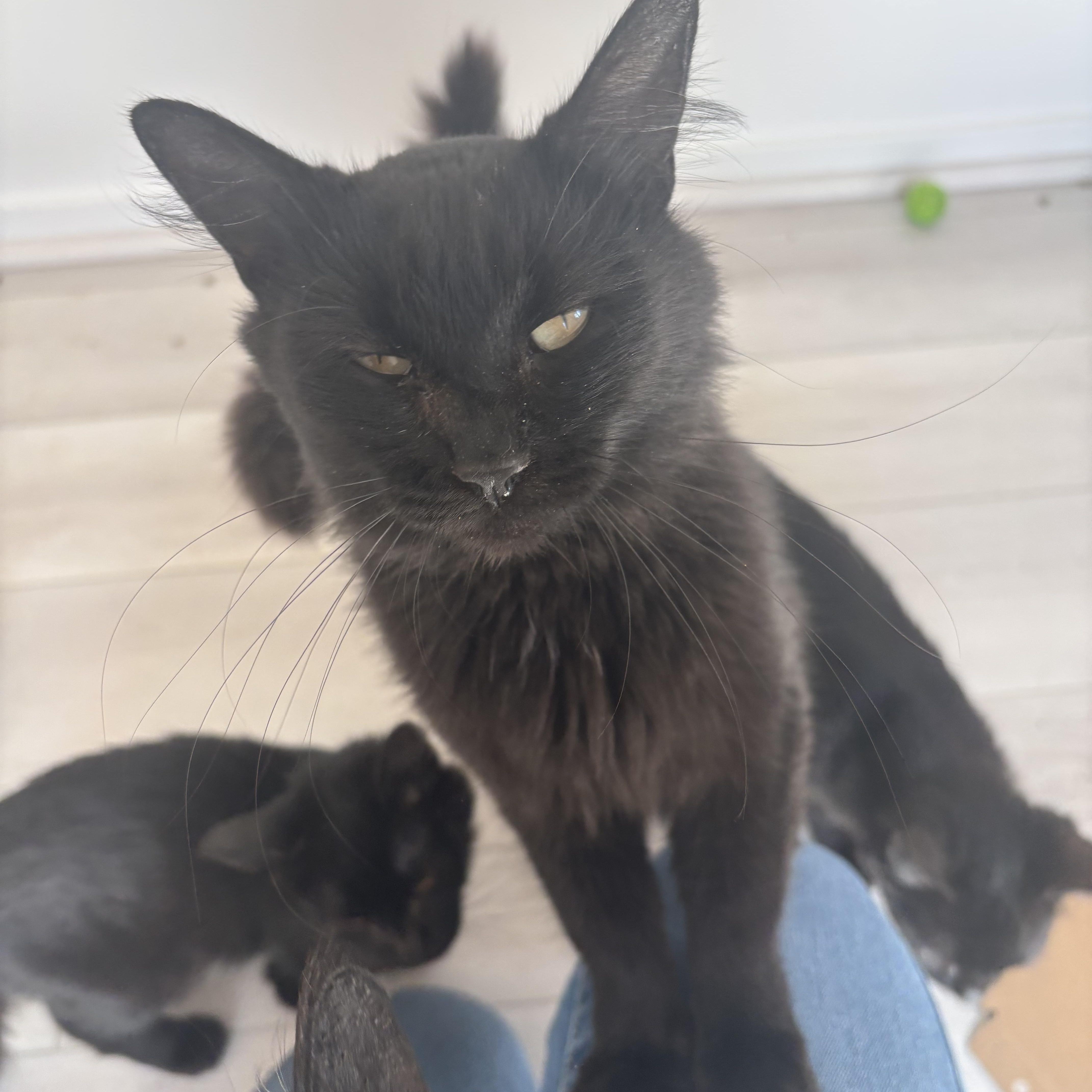 Enlarge Happy Meal, a Adoptable Domestic Medium Hair in Renton , WA image 2/5