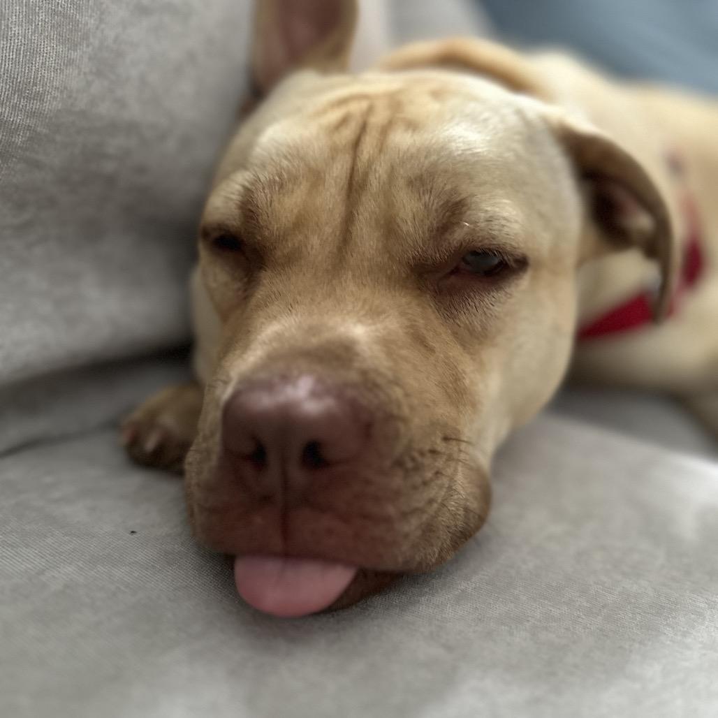 Nova, Adoptable, Young Female Terrier & Mixed Breed.