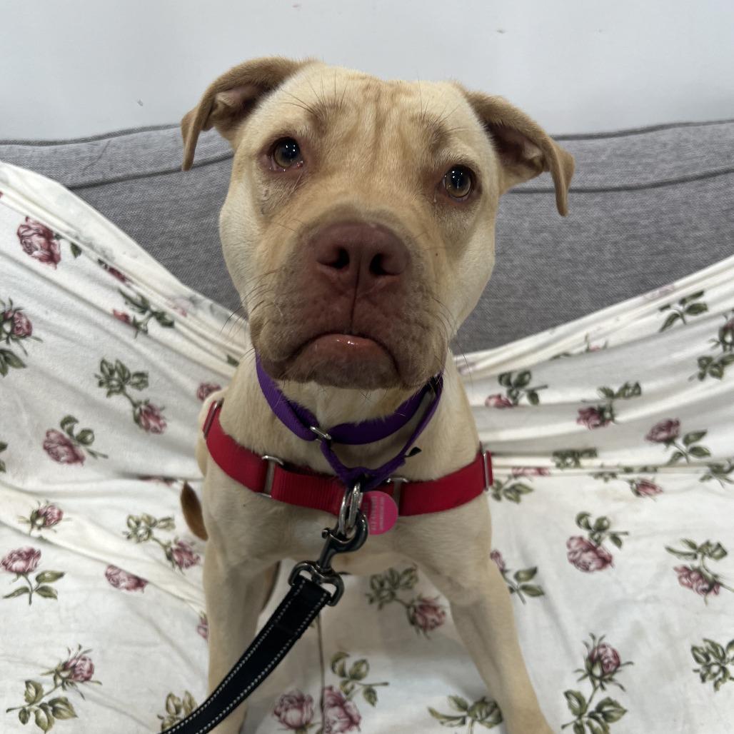 Enlarge Nova, a Adoptable mixed breed in Chicago, IL image 2/5