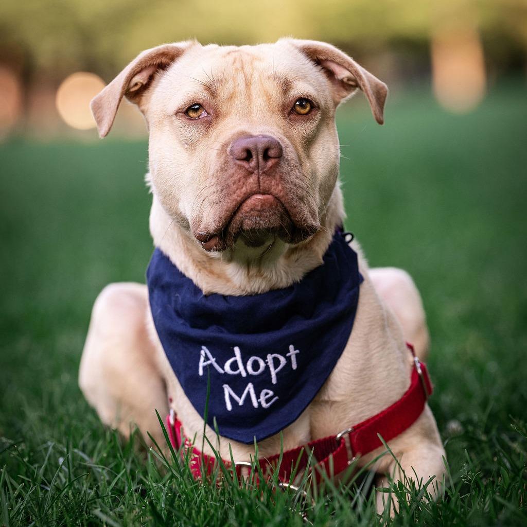 Enlarge Nova, a Adoptable mixed breed in Chicago, IL image 2/6