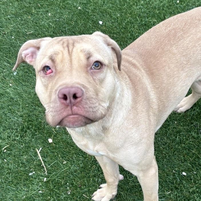 Enlarge Nova, a Adoptable mixed breed in Chicago, IL image 1/3