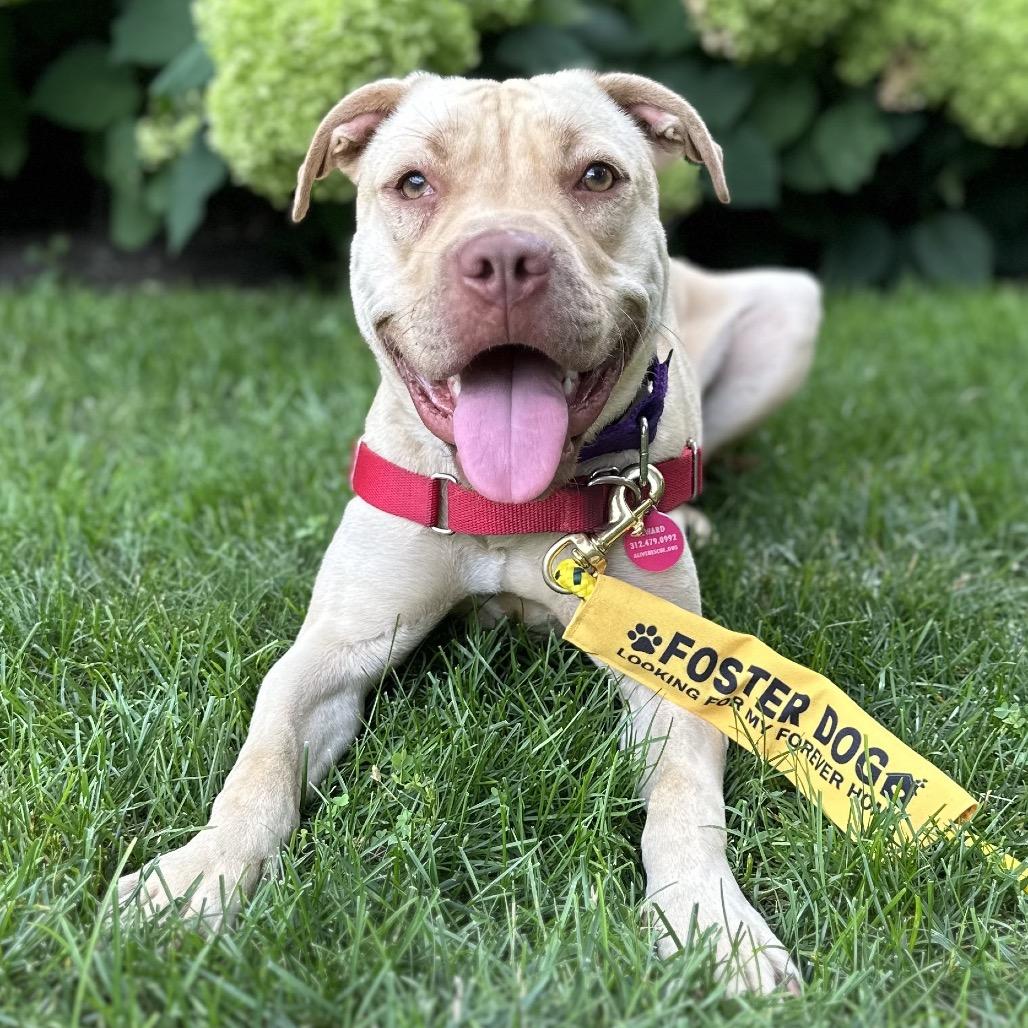 Enlarge Nova, a Adoptable mixed breed in Chicago, IL image 3/5