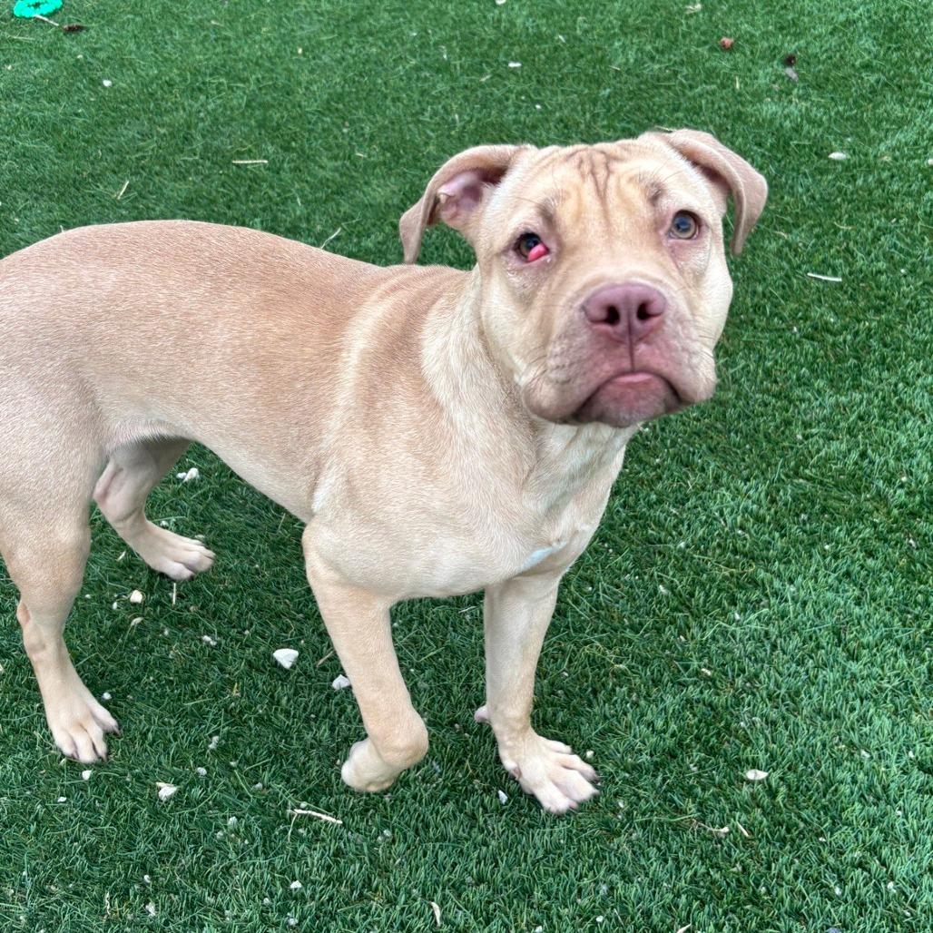 Enlarge Nova, a Adoptable mixed breed in Chicago, IL image 2/3