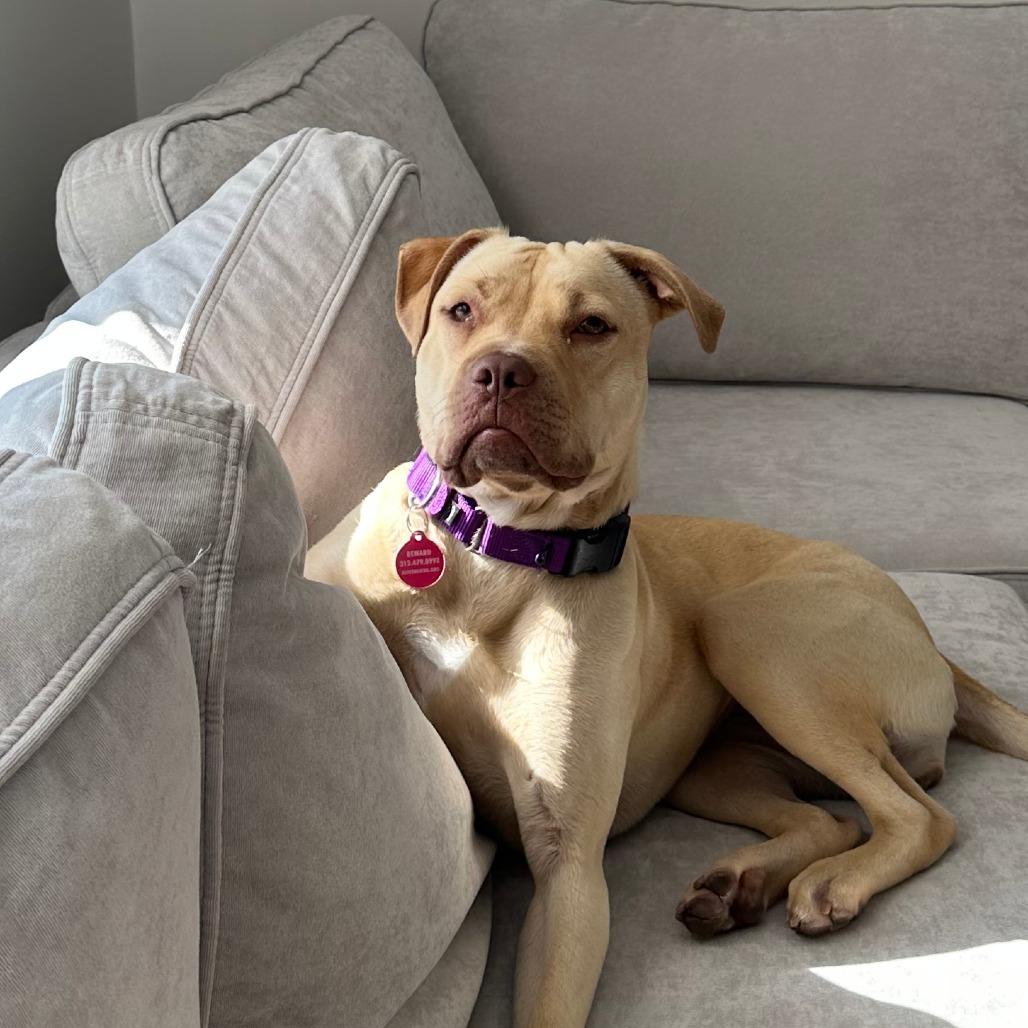 Enlarge Nova, a Adoptable mixed breed in Chicago, IL image 4/6