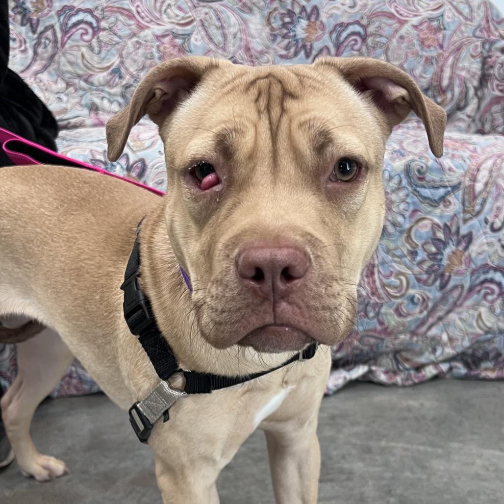 Enlarge Nova, a Adoptable mixed breed in Chicago, IL image 3/3