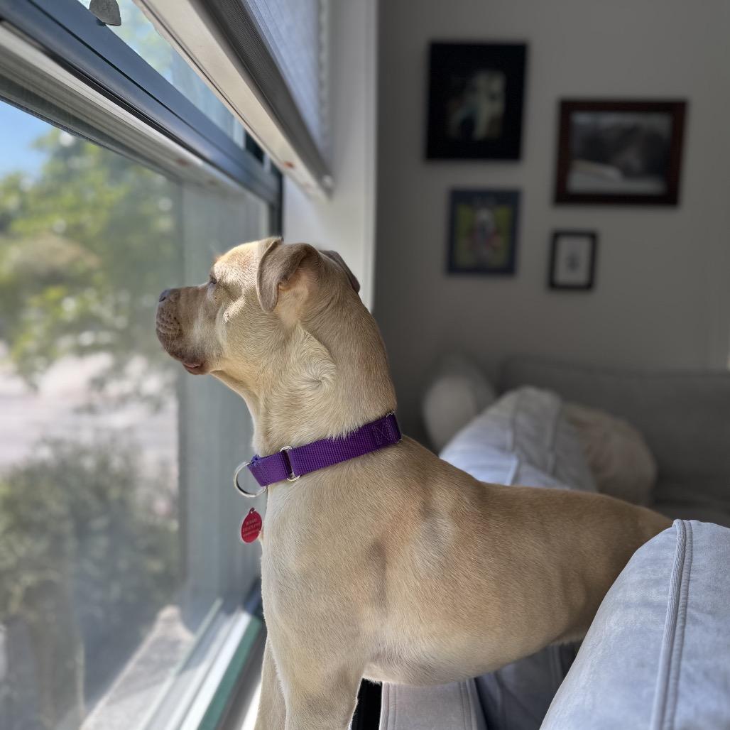 Enlarge Nova, a Adoptable mixed breed in Chicago, IL image 4/5