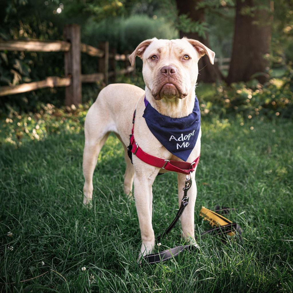 Enlarge Nova, a Adoptable mixed breed in Chicago, IL image 6/6
