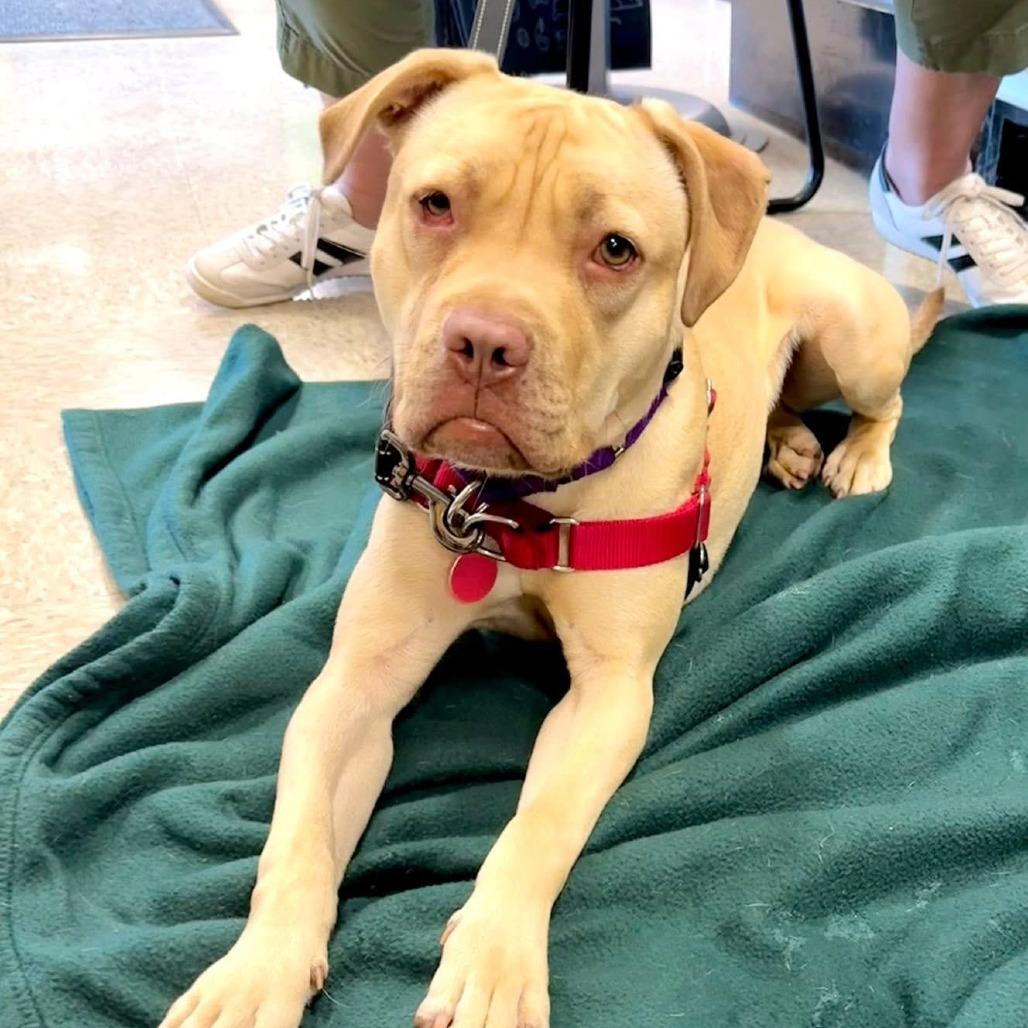 Enlarge Nova, a Adoptable mixed breed in Chicago, IL image 5/5