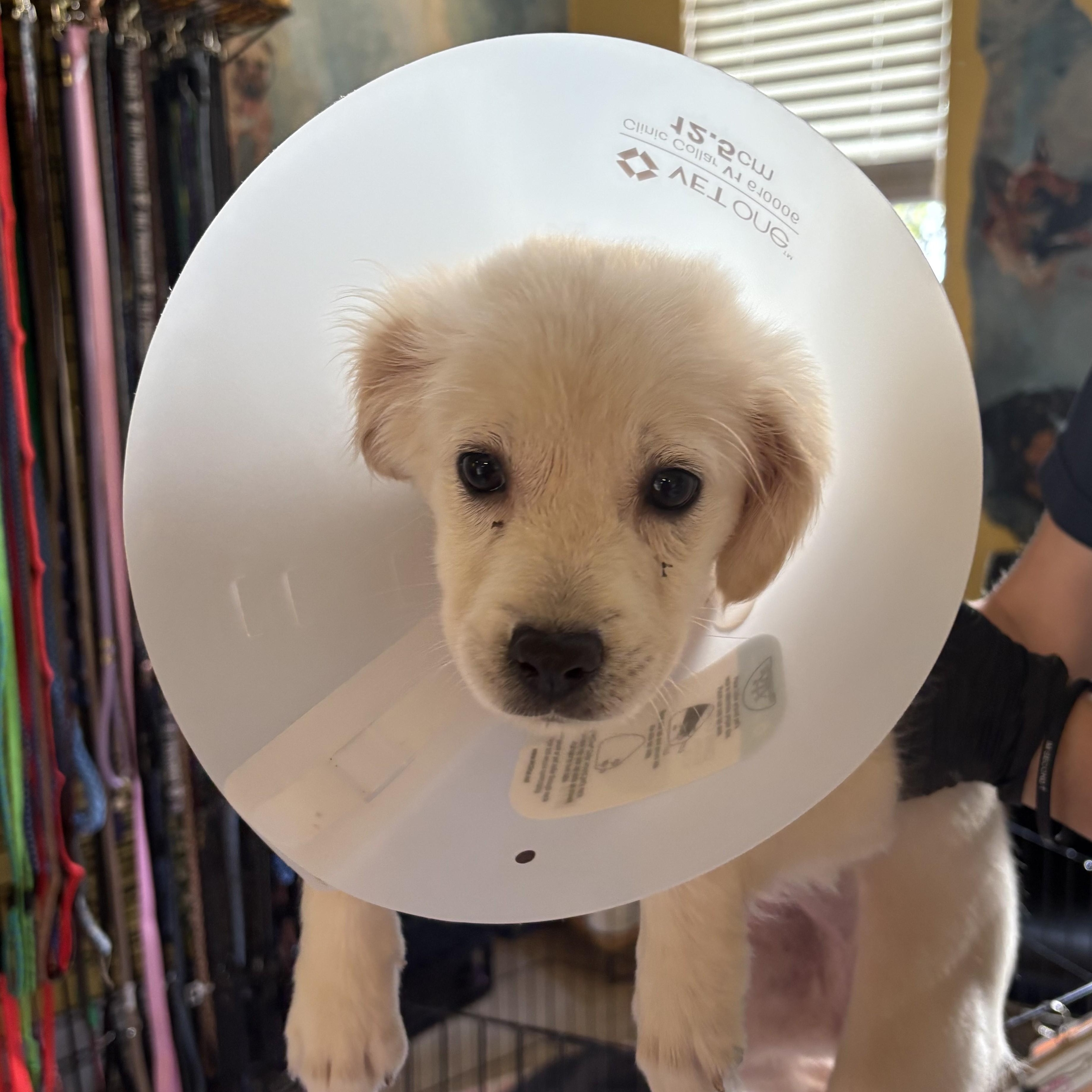 Enlarge Melody 1305, an adopted Mixed Breed in Boca Raton, FL image 1/1