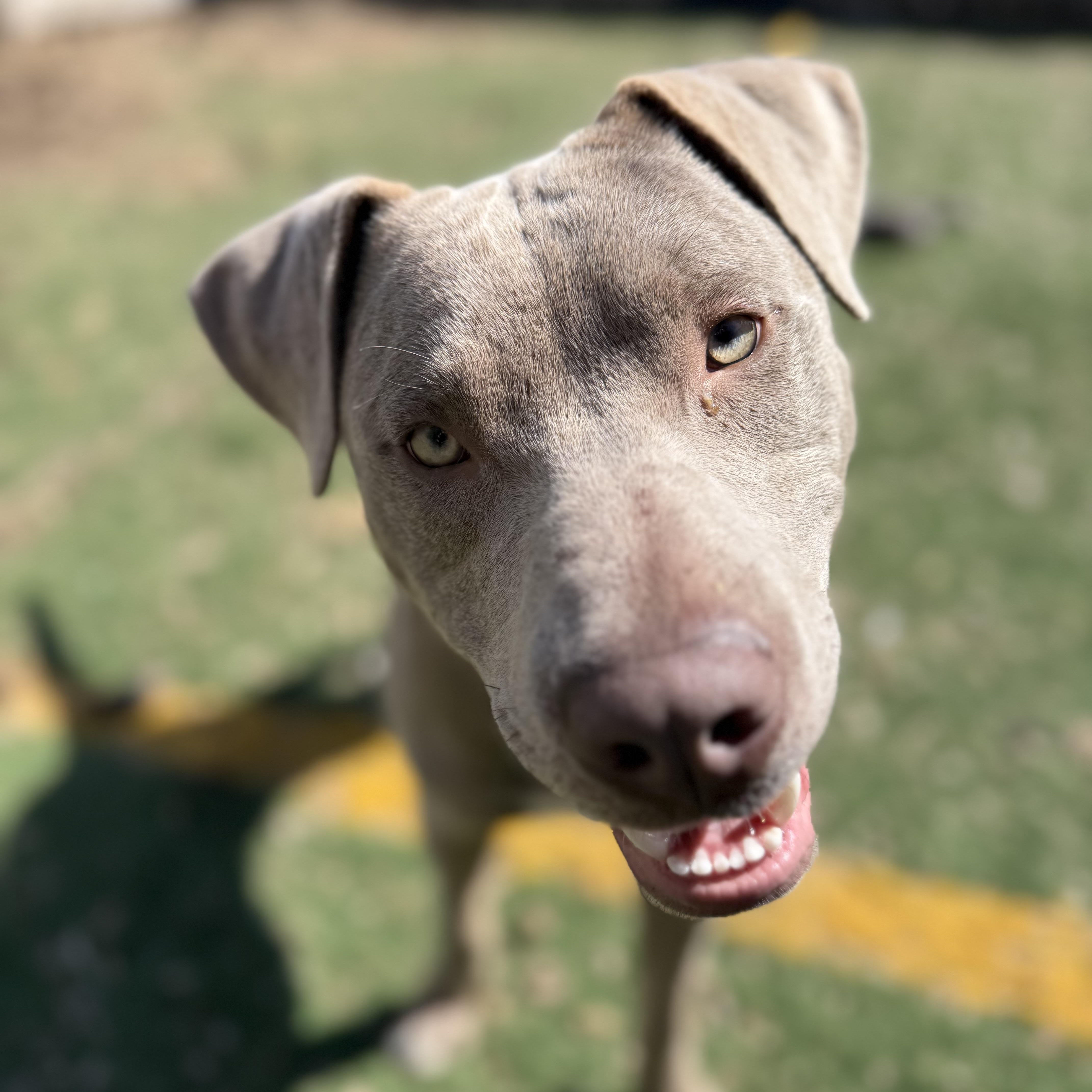 Enlarge Boomer, a ADOPTABLE mixed breed in Brentwood, TN image 3/4