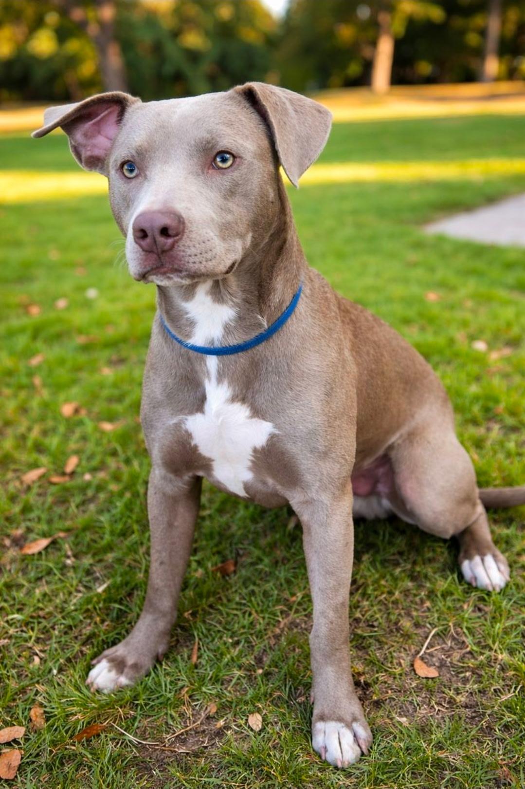 Enlarge Boomer, a ADOPTABLE mixed breed in Brentwood, TN image 1/4