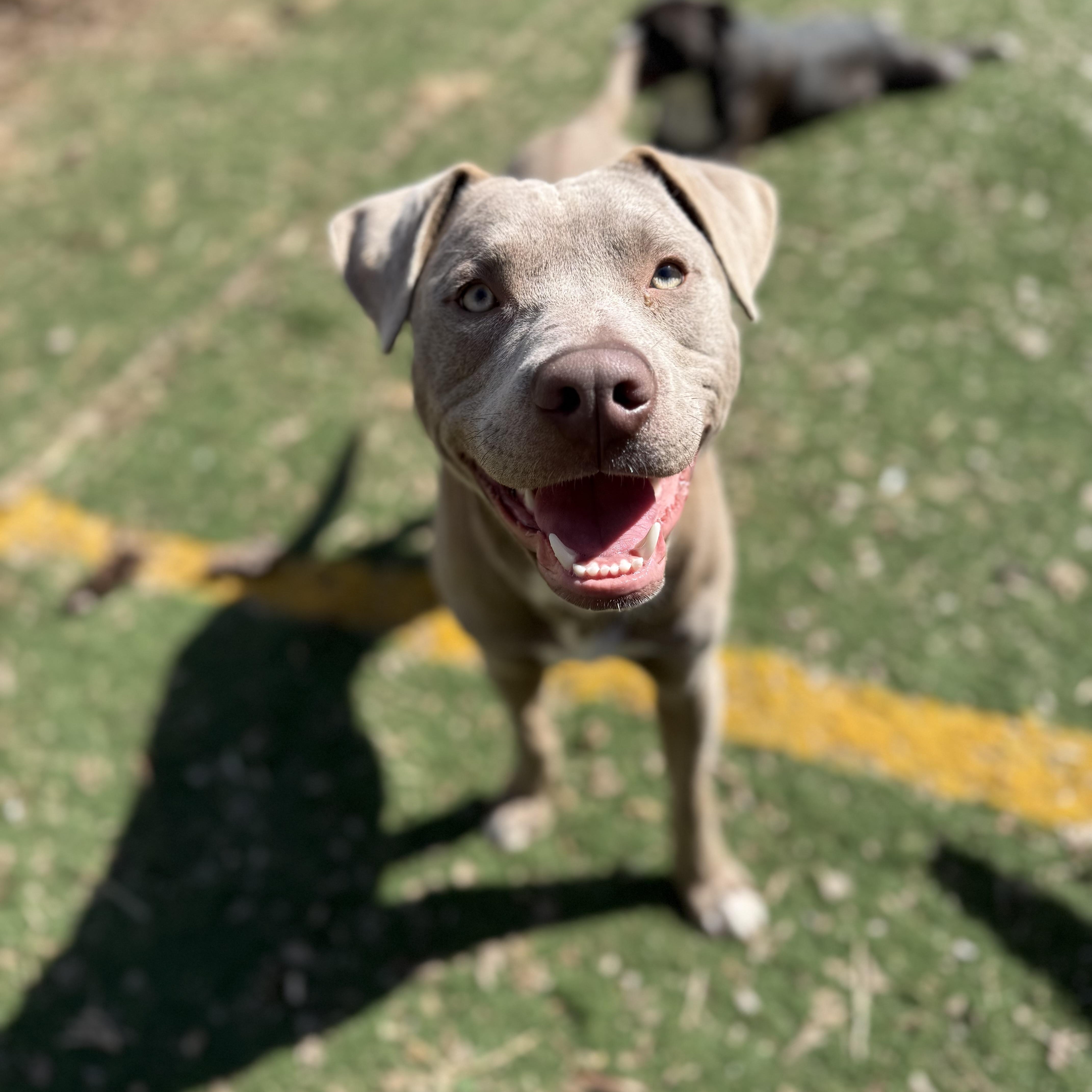Enlarge Boomer, a ADOPTABLE mixed breed in Brentwood, TN image 4/4