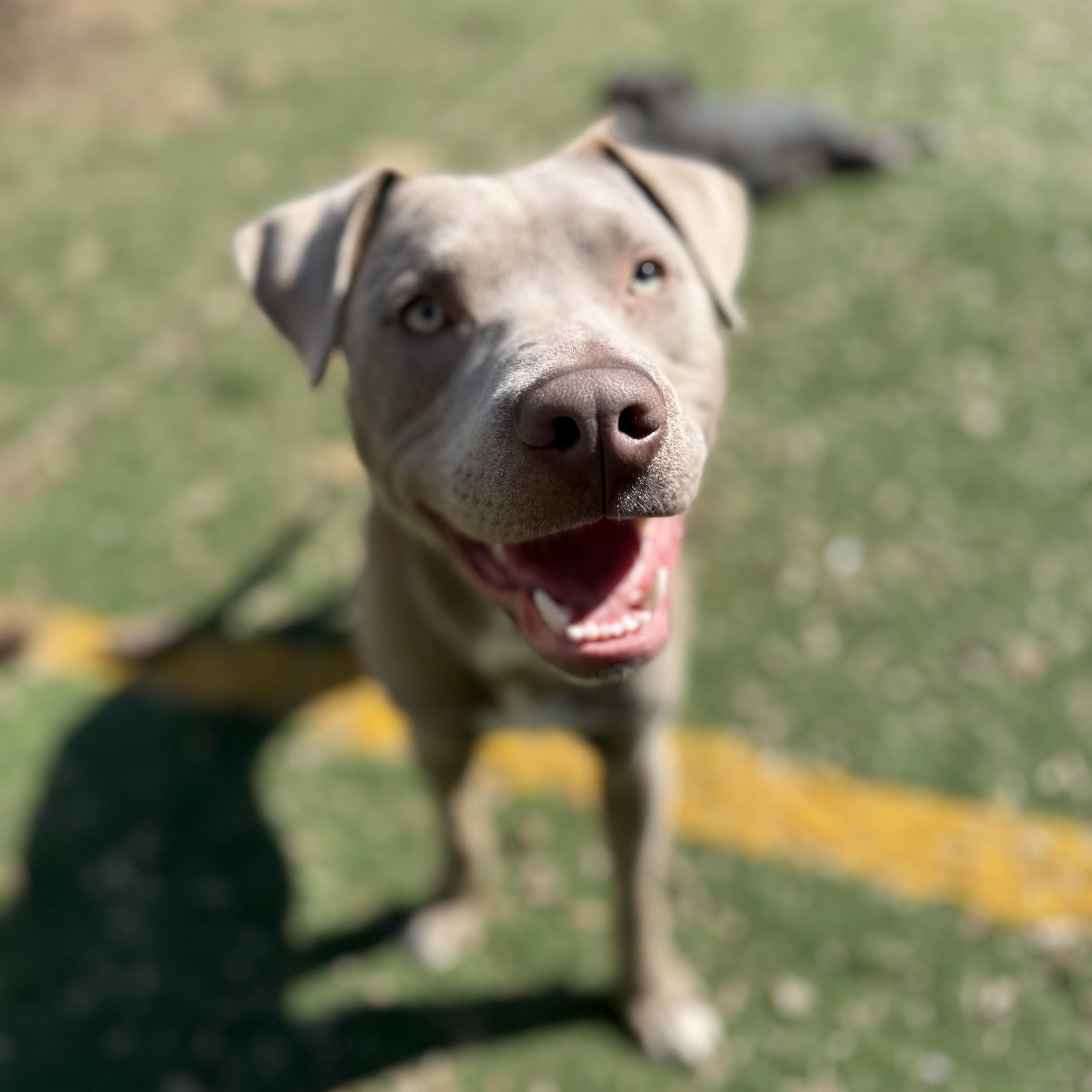 Enlarge Boomer, a ADOPTABLE mixed breed in Brentwood, TN image 2/4