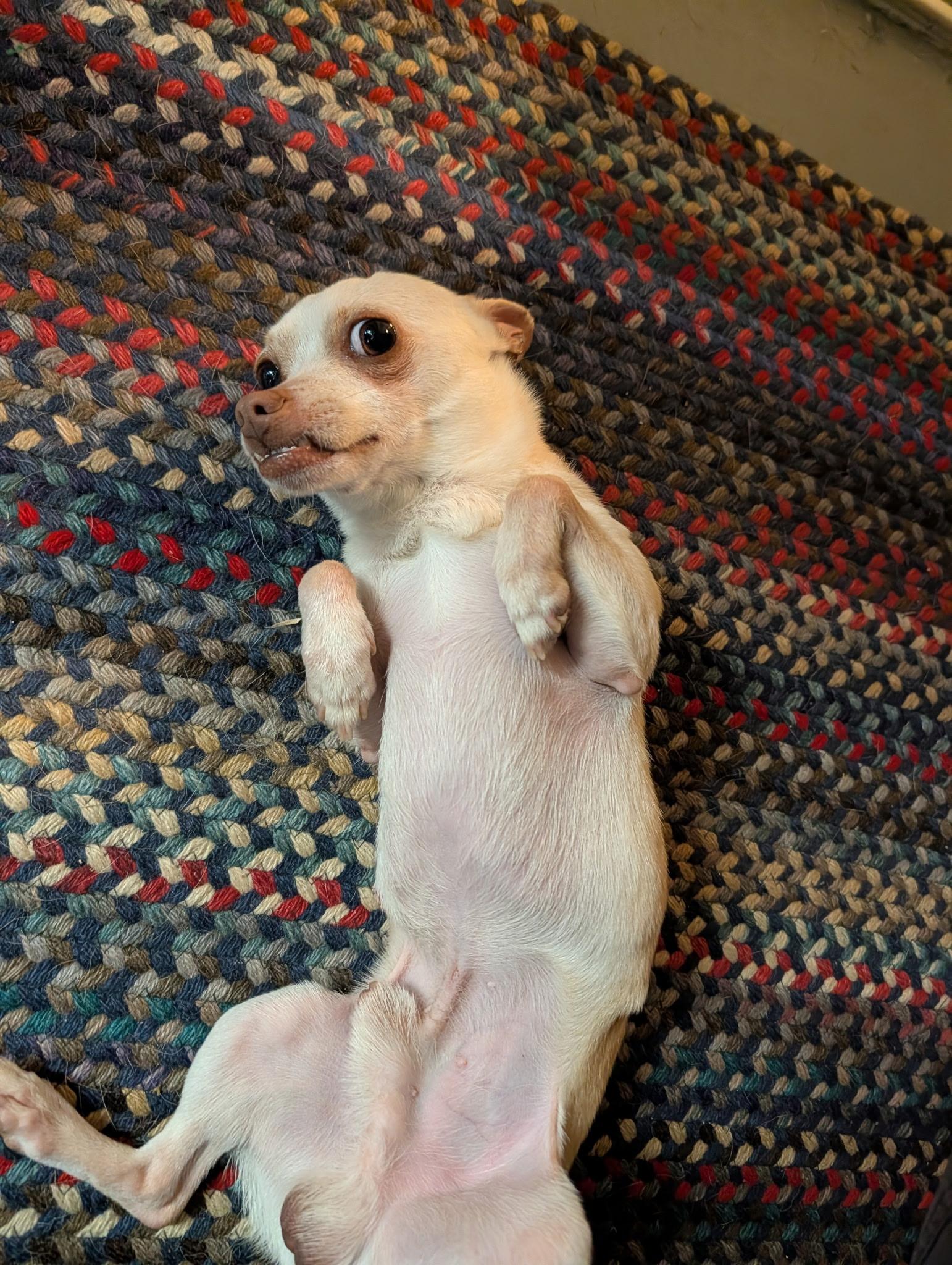 Enlarge Little Boy (Courtesy Post), a Adoptable Chihuahua in Durham, NC image 2/6