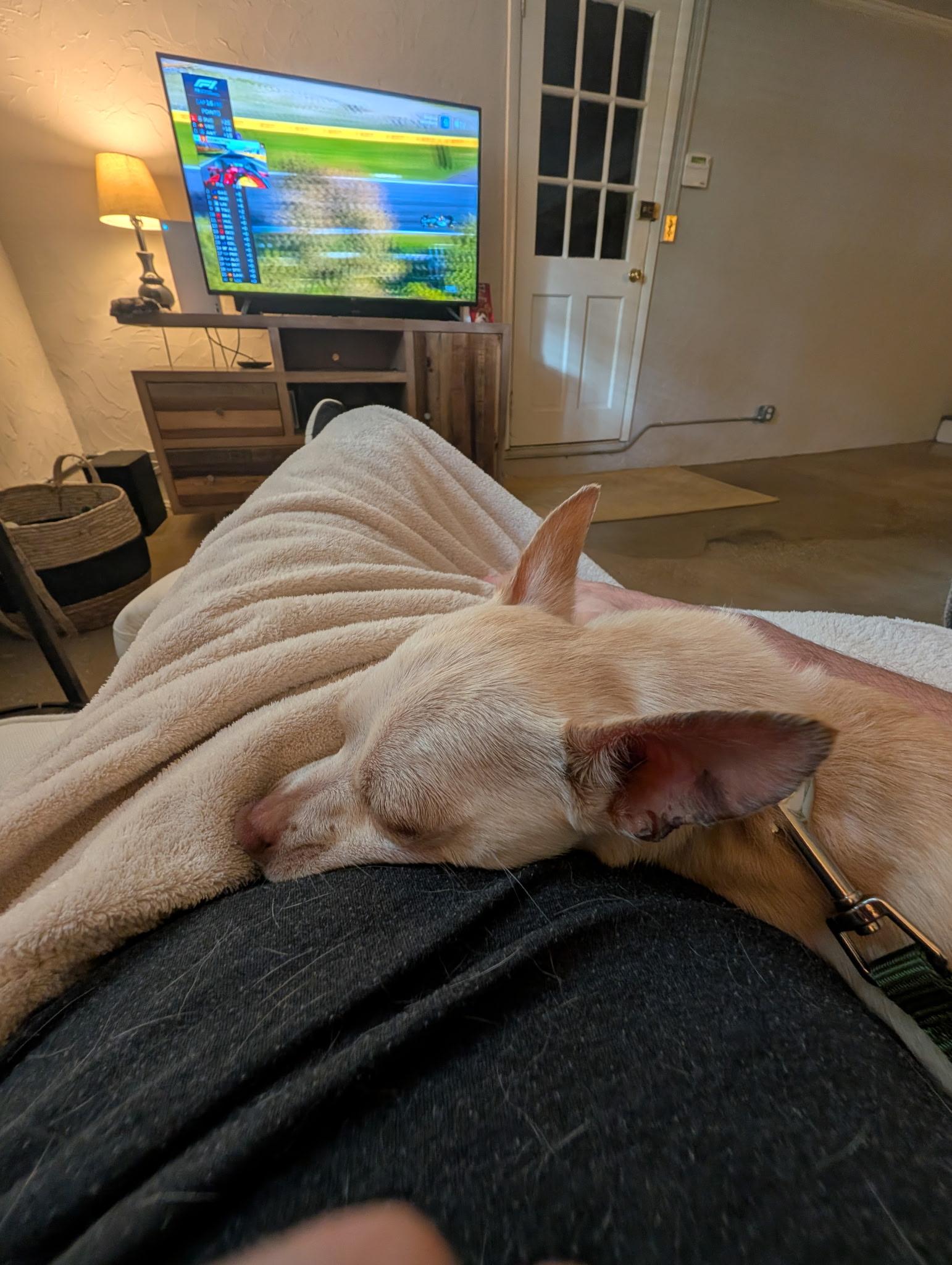Enlarge Little Boy (Courtesy Post), a Adoptable Chihuahua in Durham, NC image 6/6