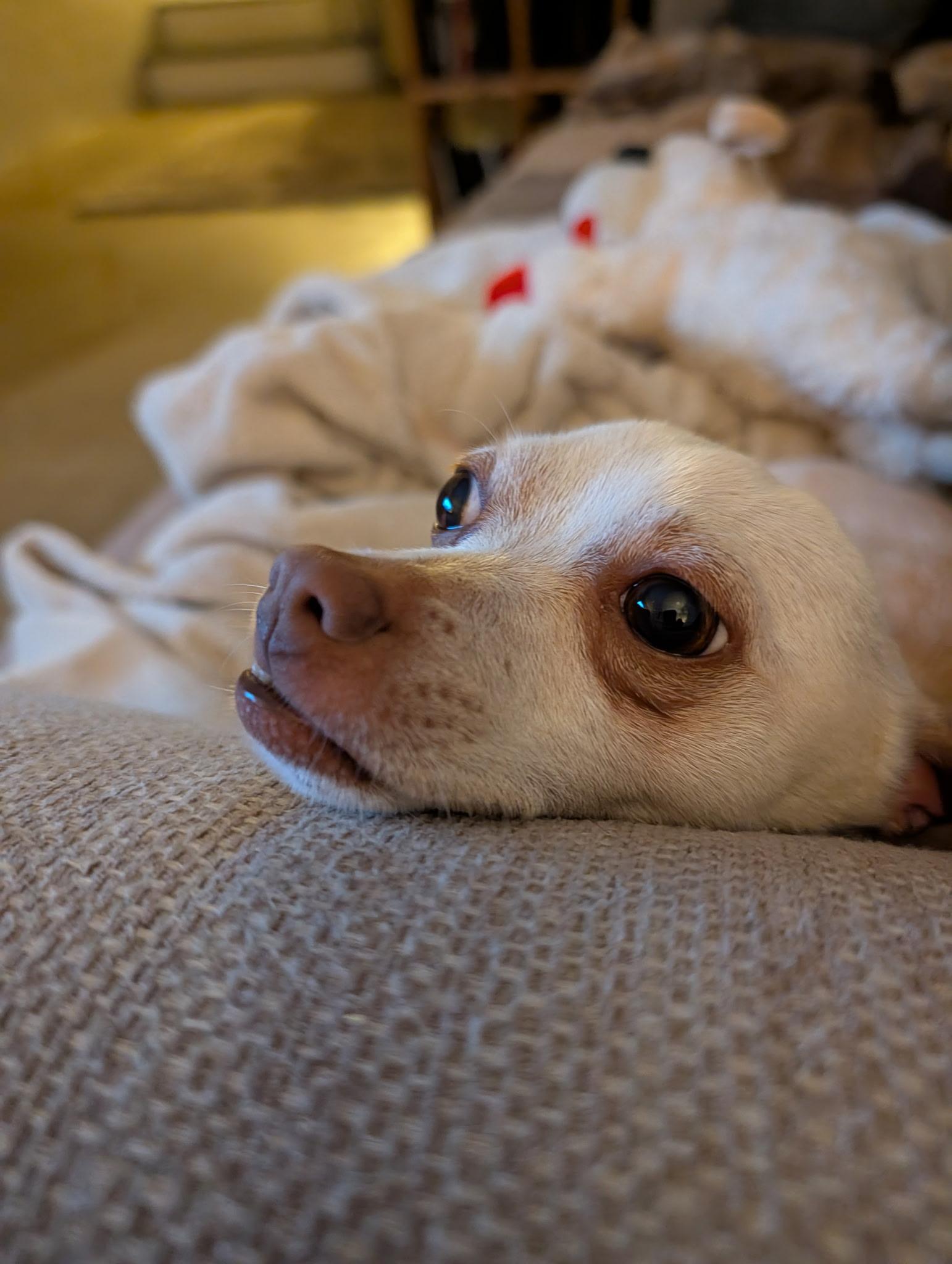 Enlarge Little Boy (Courtesy Post), a Adoptable Chihuahua in Durham, NC image 5/6