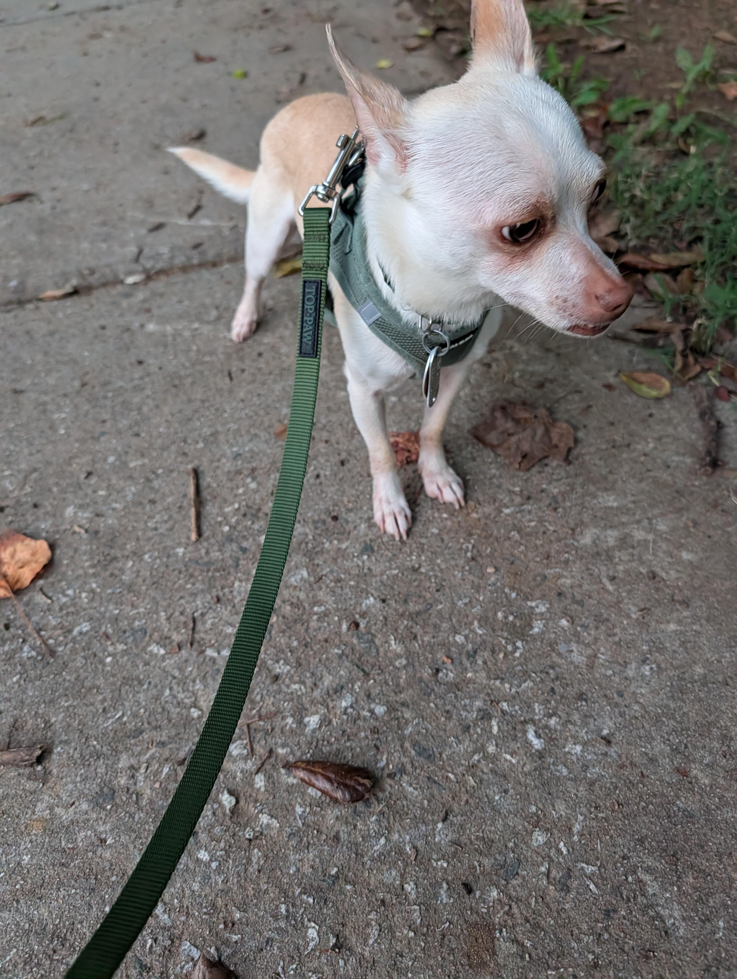 Enlarge Little Boy (Courtesy Post), a Adoptable Chihuahua in Durham, NC image 3/6