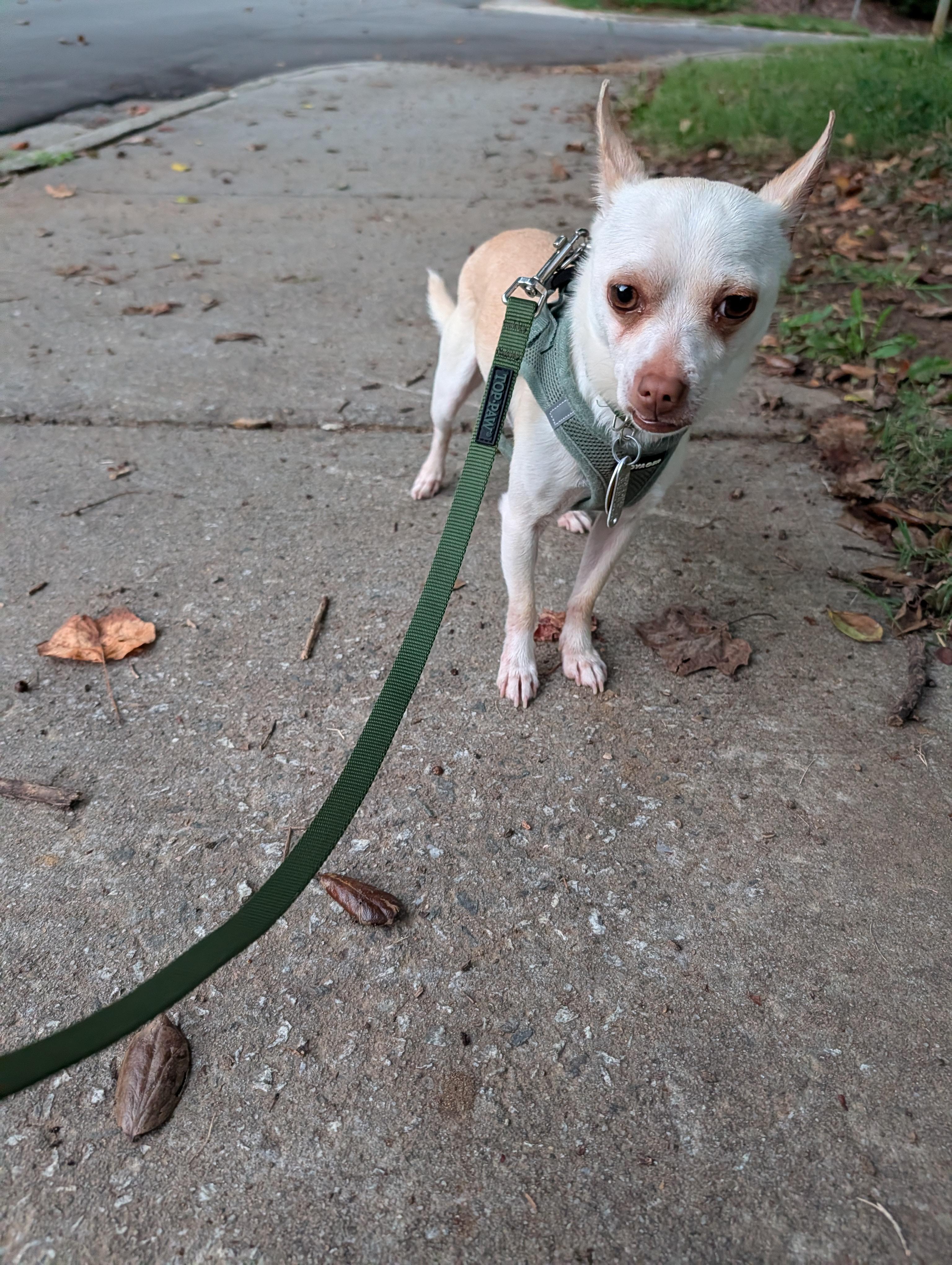 Enlarge Little Boy (Courtesy Post), a Adoptable Chihuahua in Durham, NC image 4/6