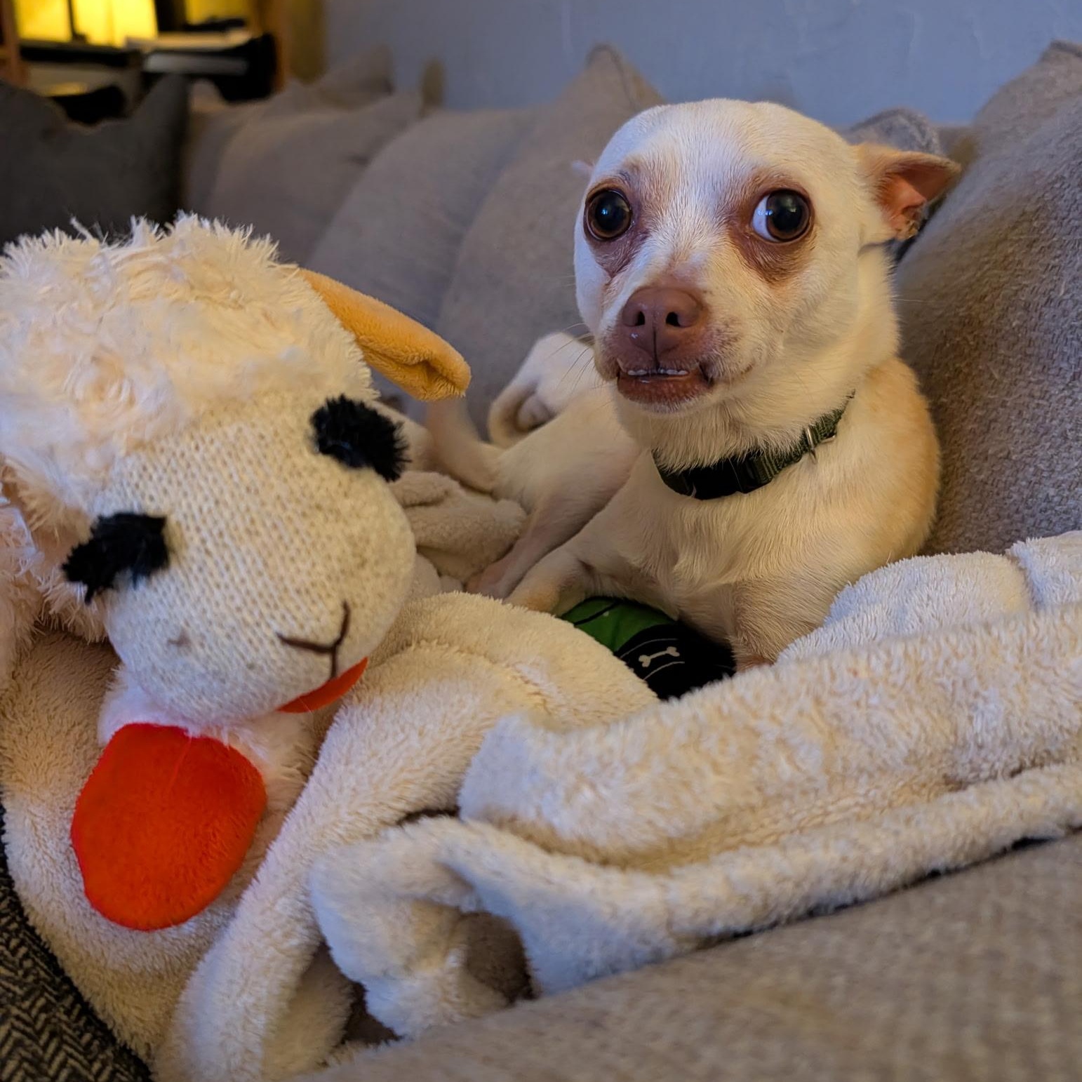 Little Boy (Courtesy Post), Adoptable, Young Male Chihuahua.